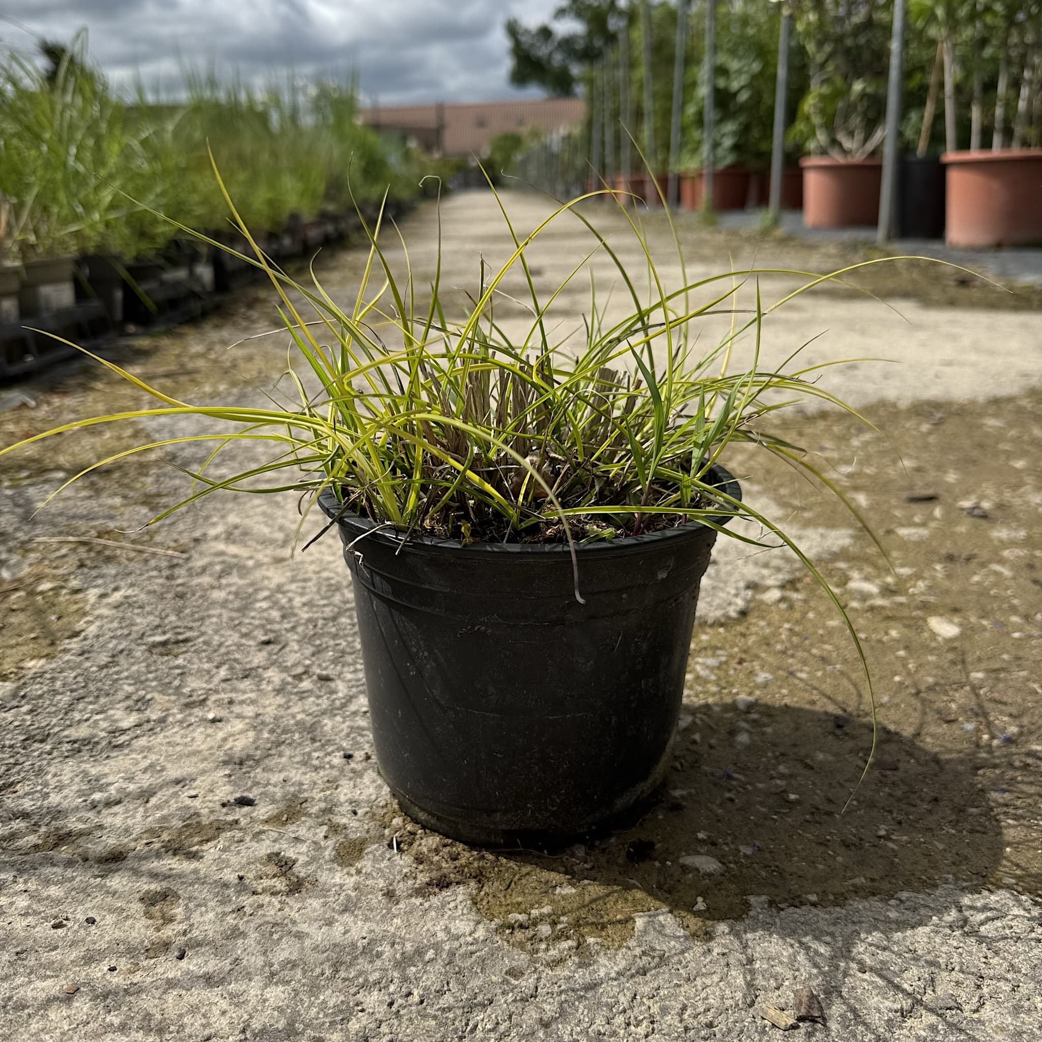 Miscanthus sin. 'Kleine Silbersp.'