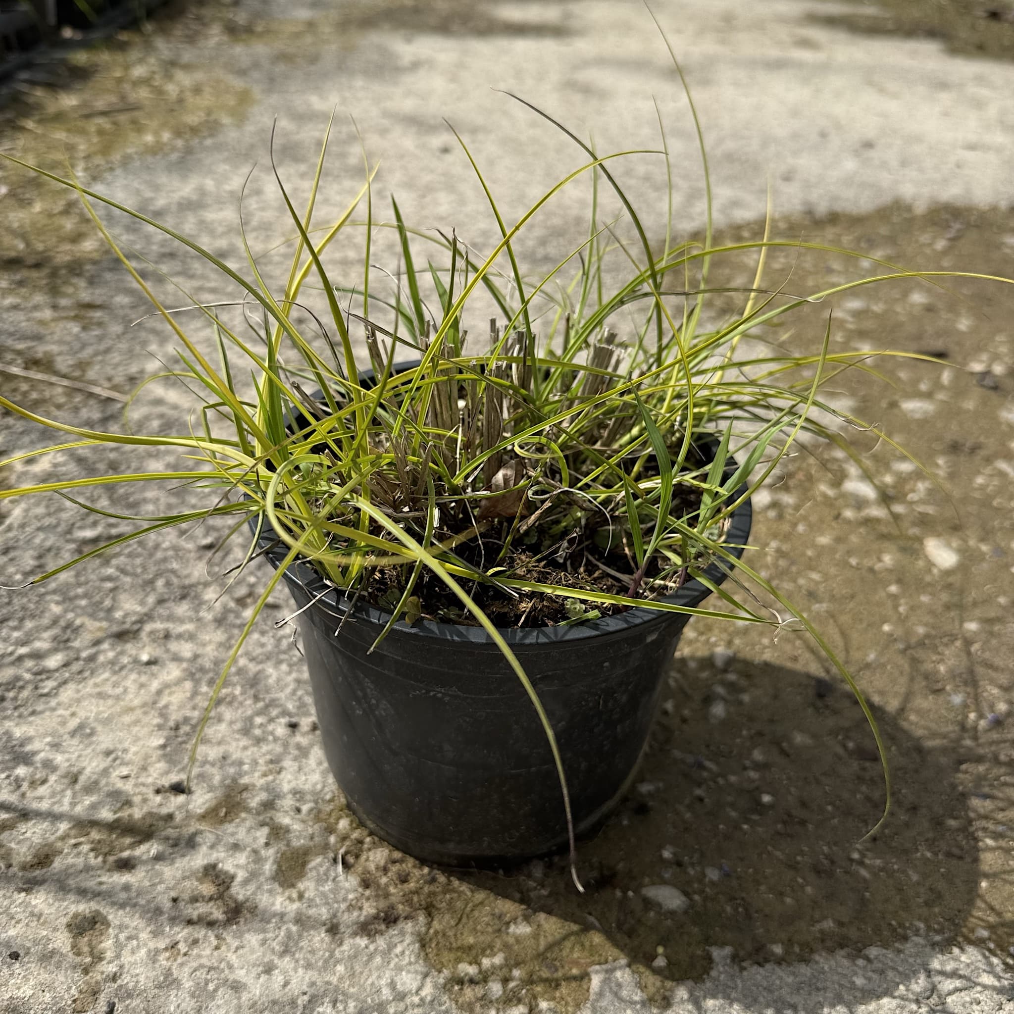 Miscanthus sin. 'Kleine Silbersp.'