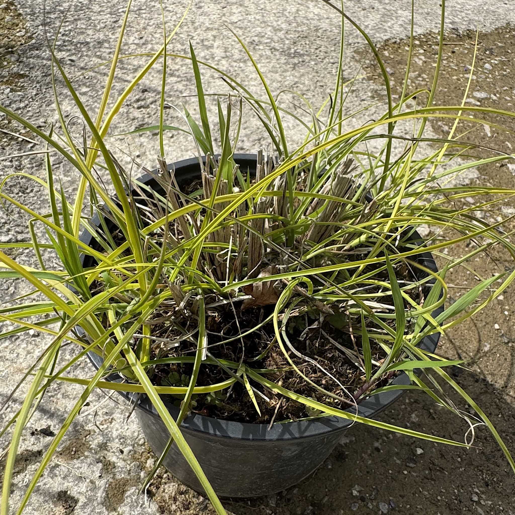 Miscanthus sin. 'Kleine Silbersp.'