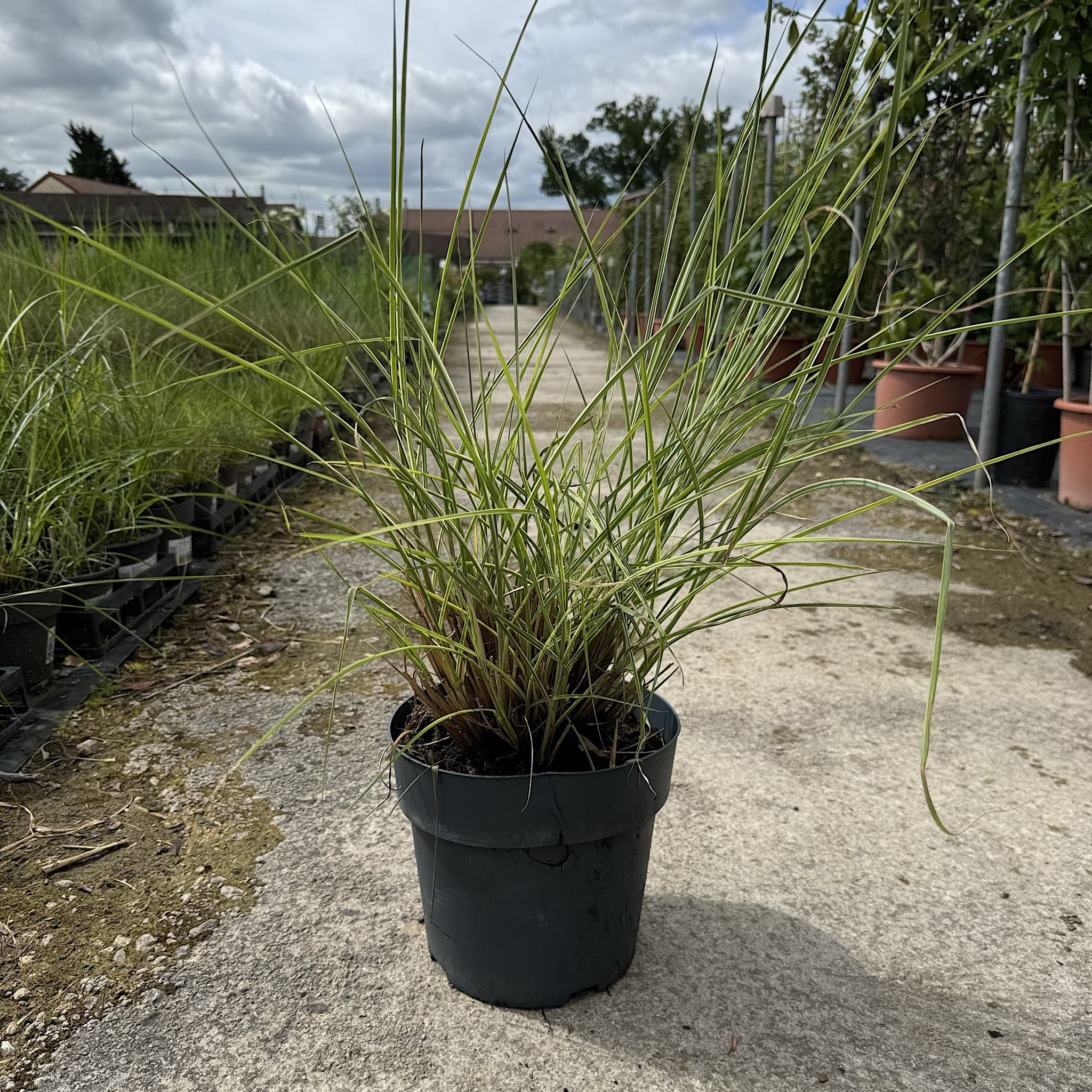 Miscanthus sin. 'Morning Light'