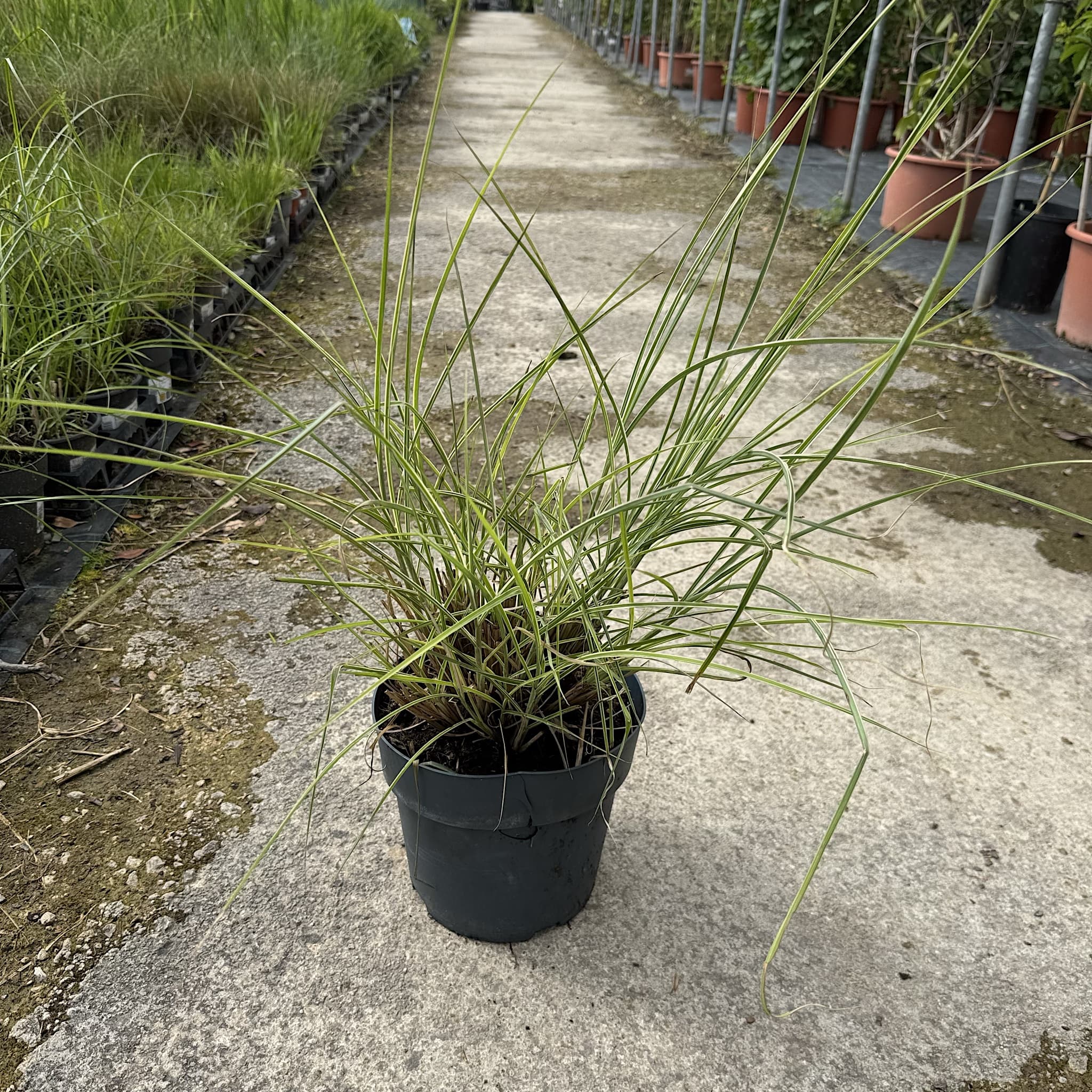 Miscanthus sin. 'Morning Light'