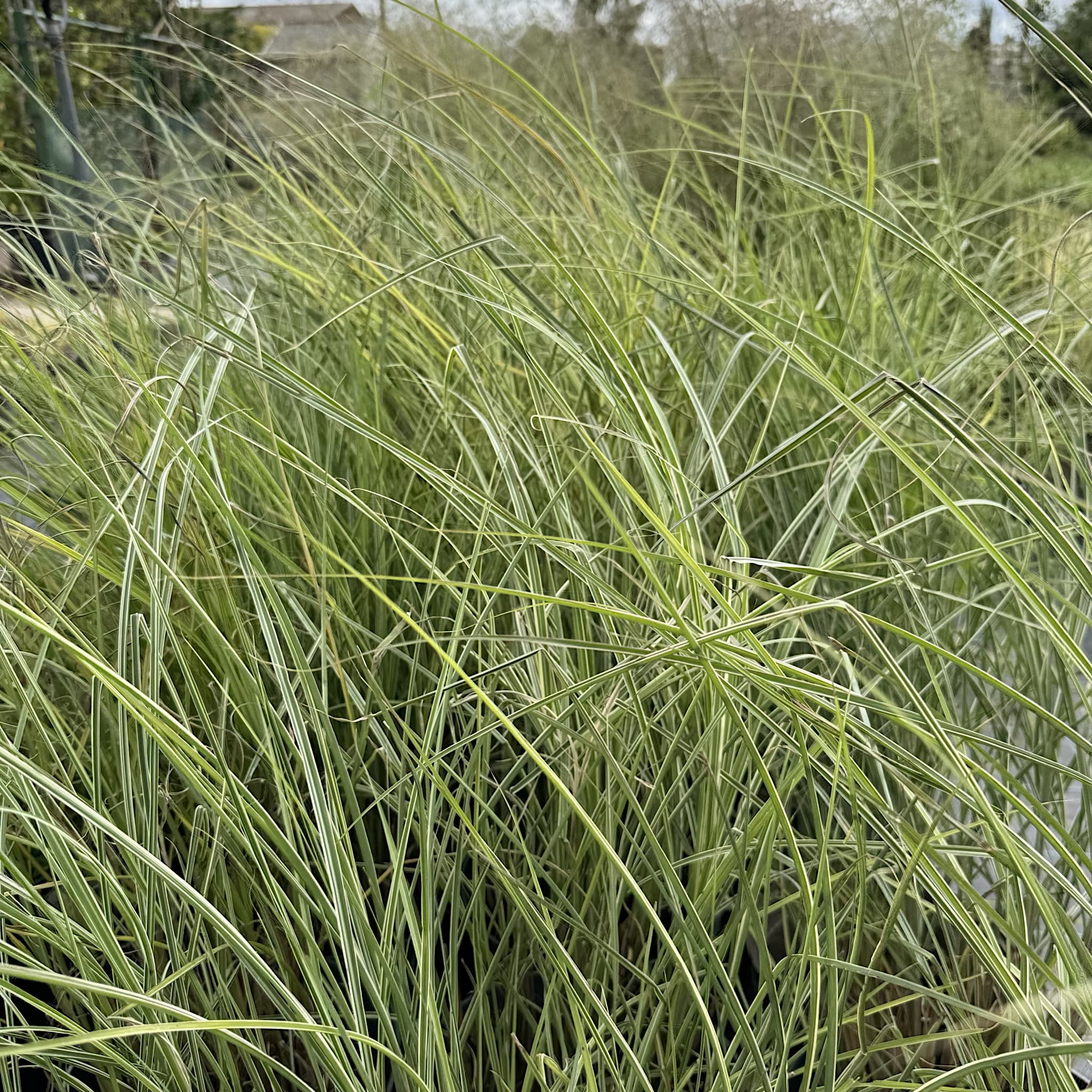 Miscanthus sin. 'Morning Light'