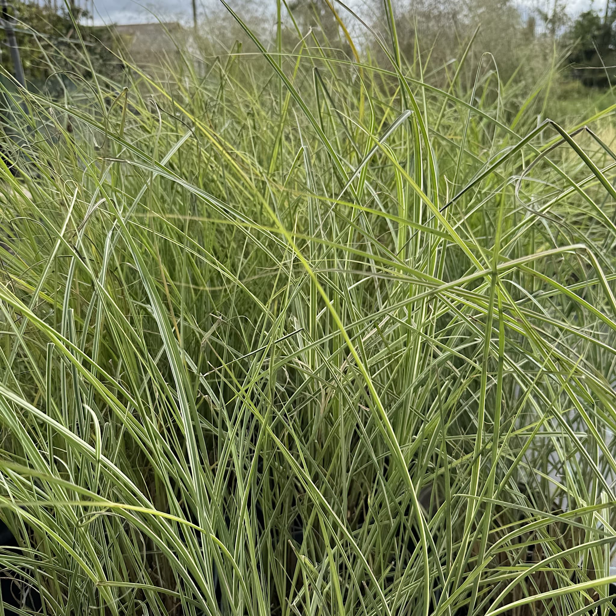 Miscanthus sin. 'Morning Light'