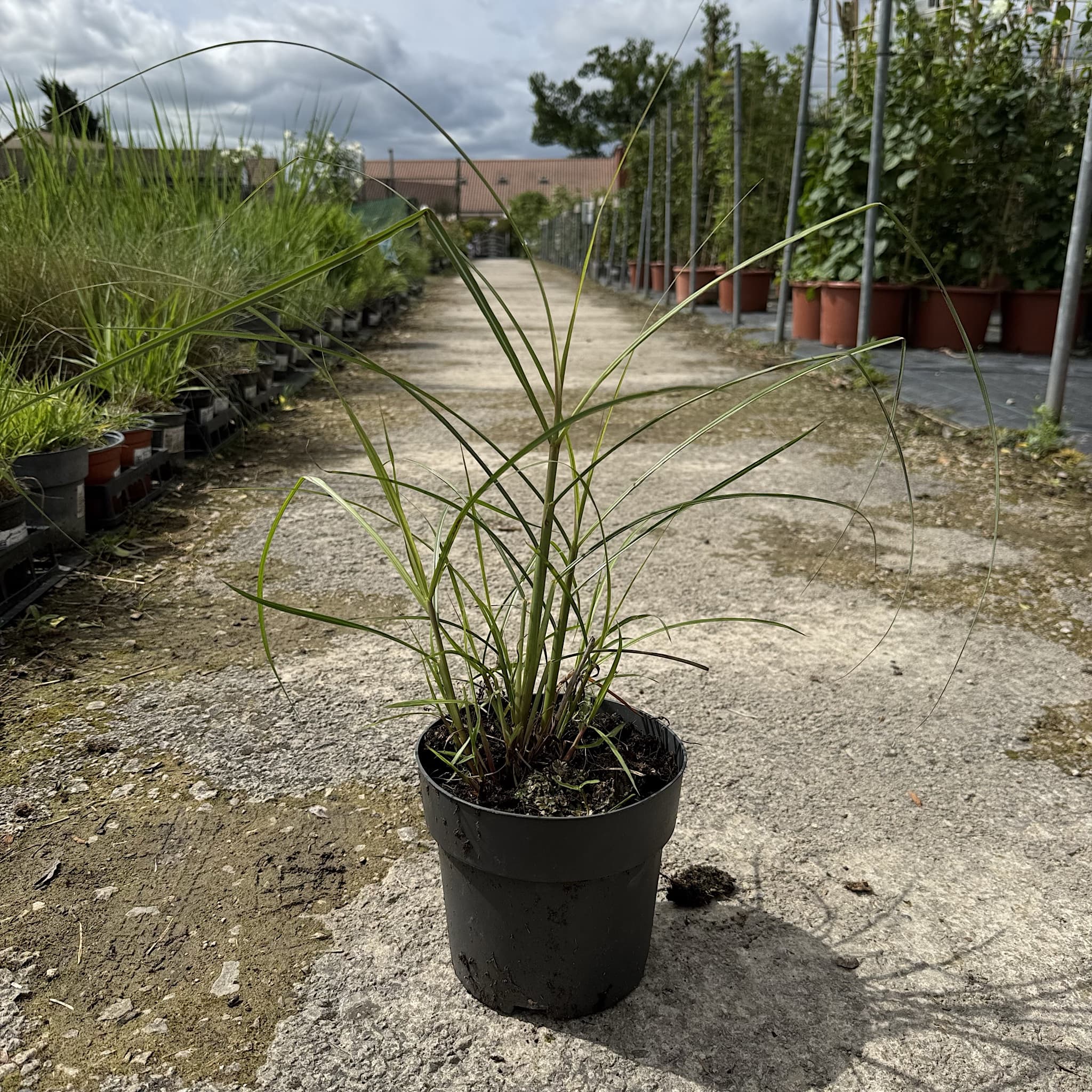 Miscanthus sin. 'Red Chief'