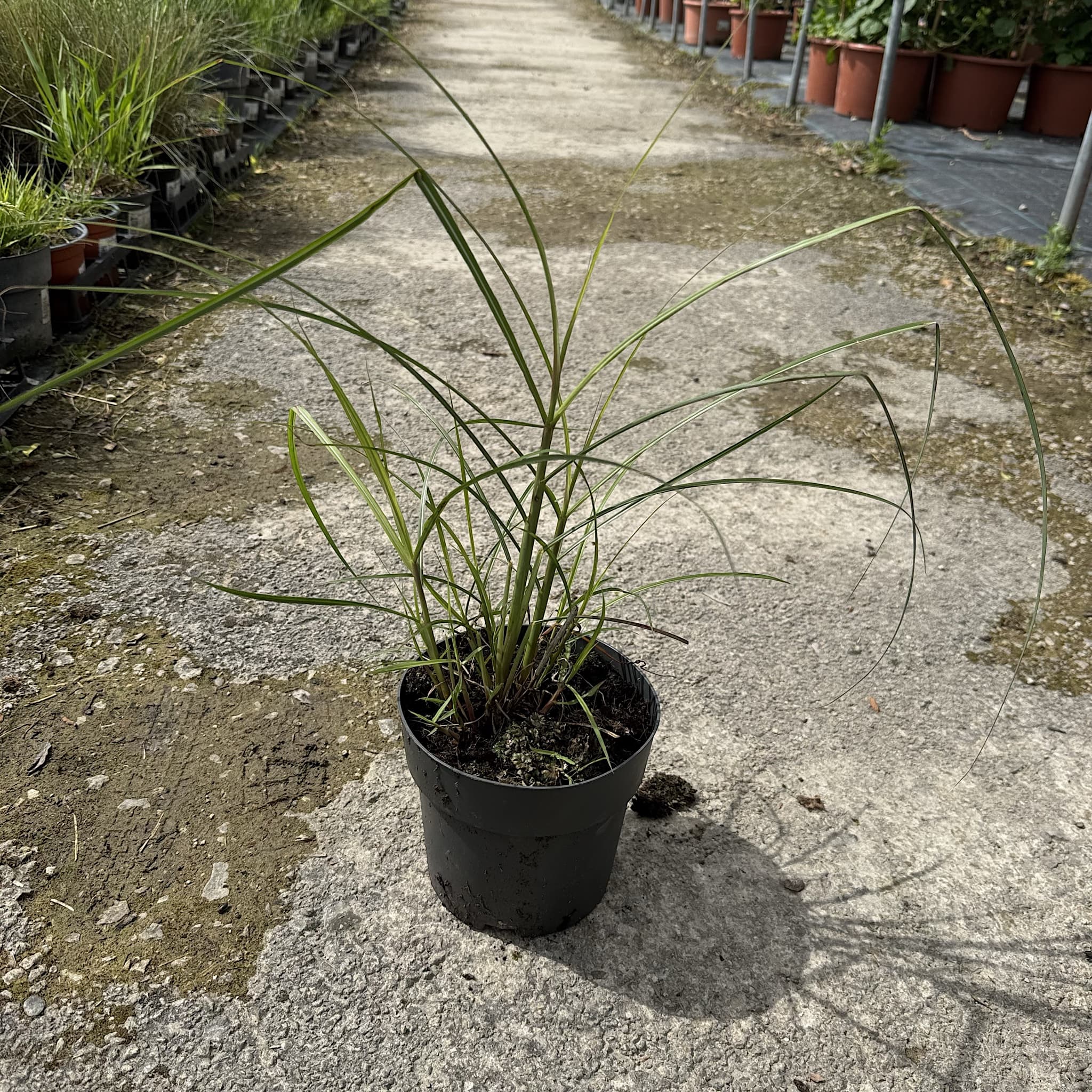 Miscanthus sin. 'Red Chief'
