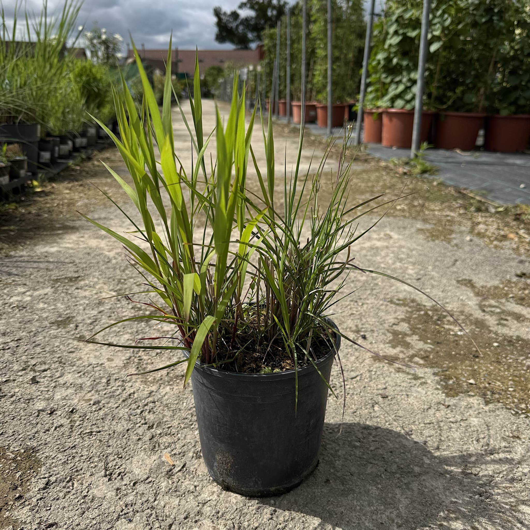 Miscanthus sin. 'Silberfeder'