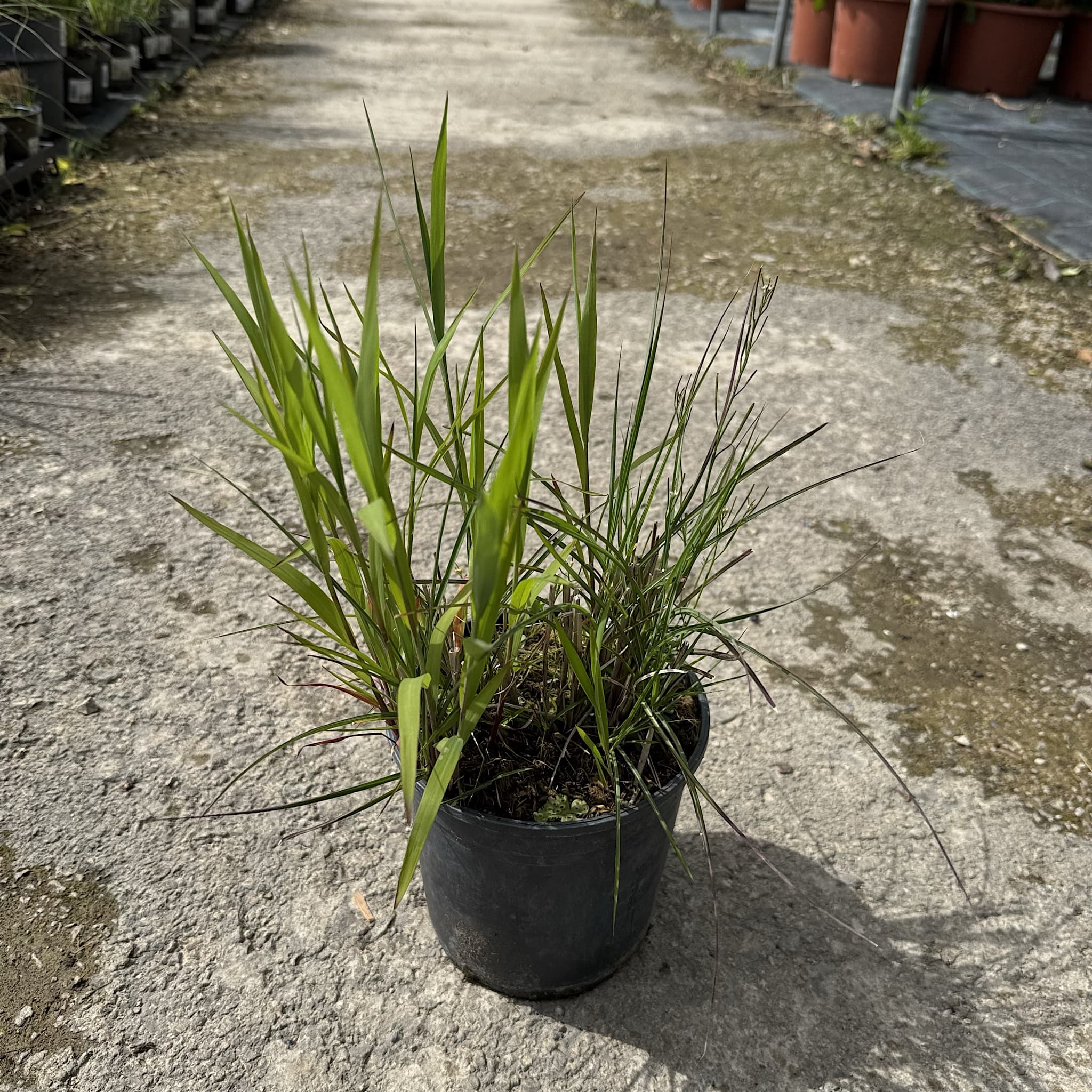Miscanthus sin. 'Silberfeder'