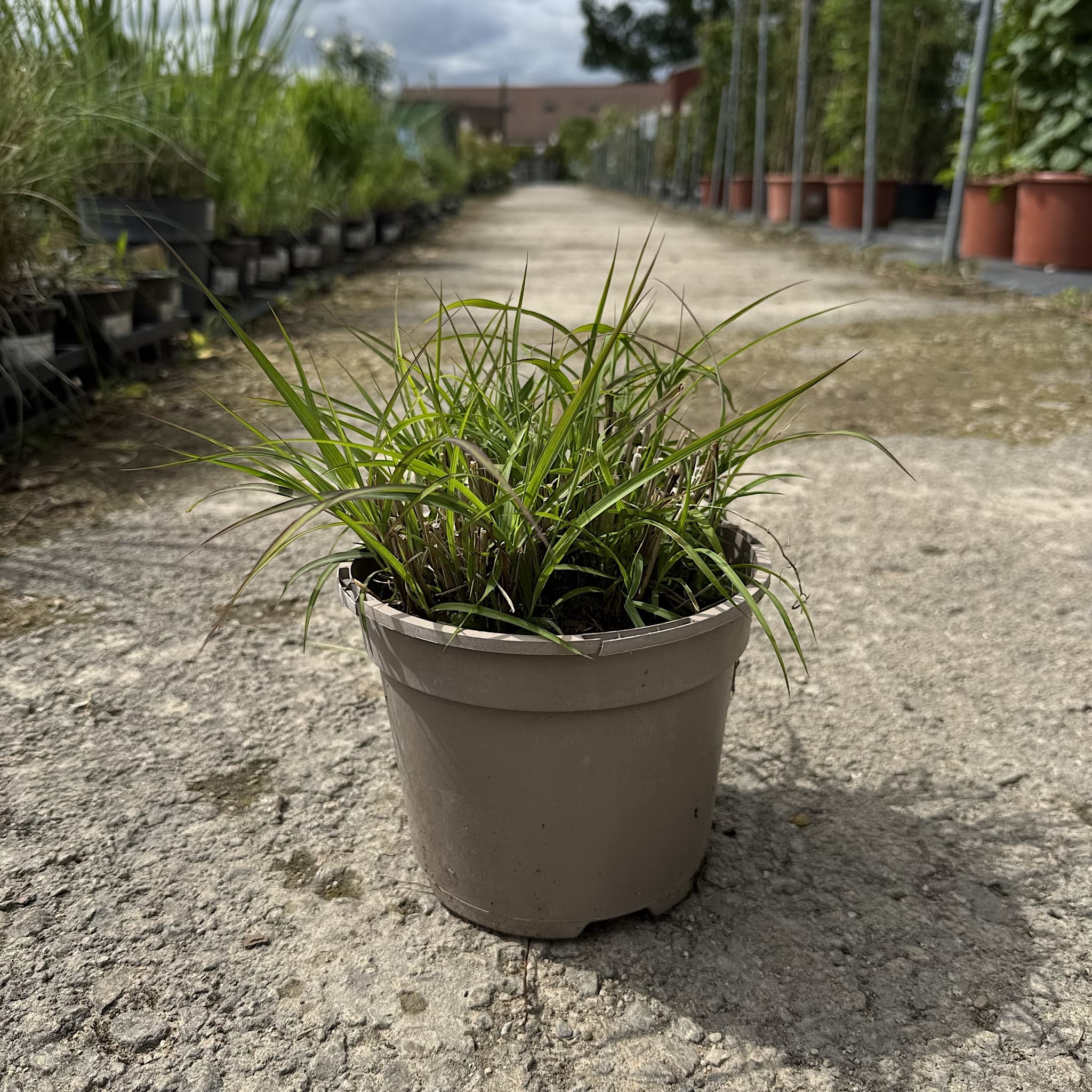 Miscanthus sin. 'Zebrinus'