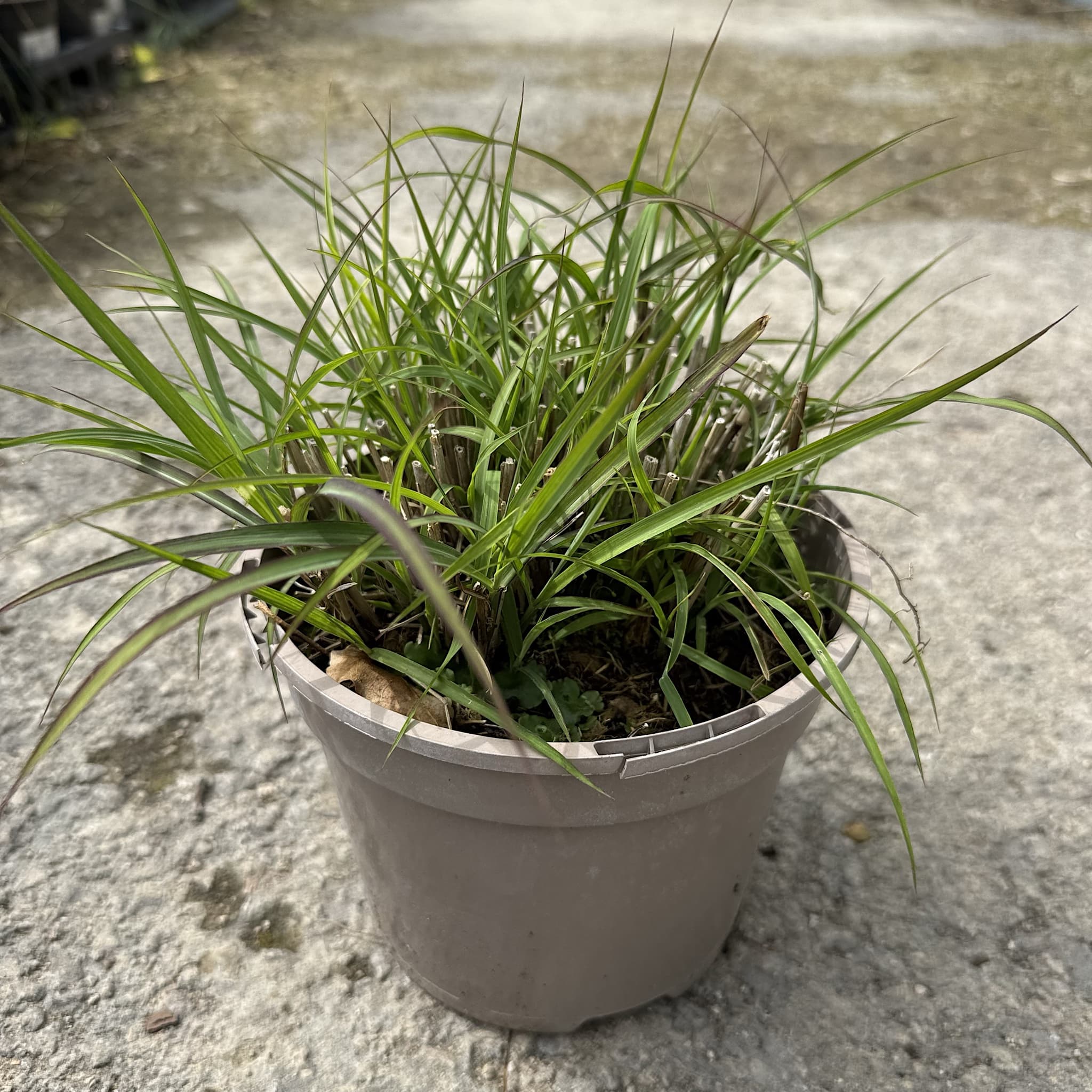 Miscanthus sin. 'Zebrinus'