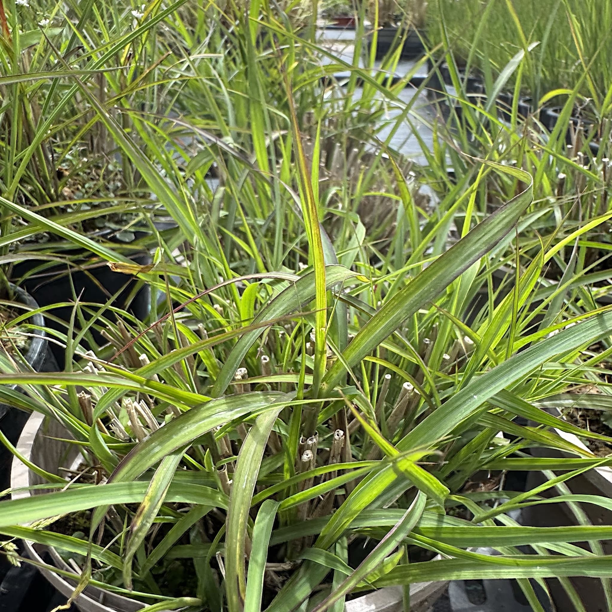 Miscanthus sin. 'Zebrinus'