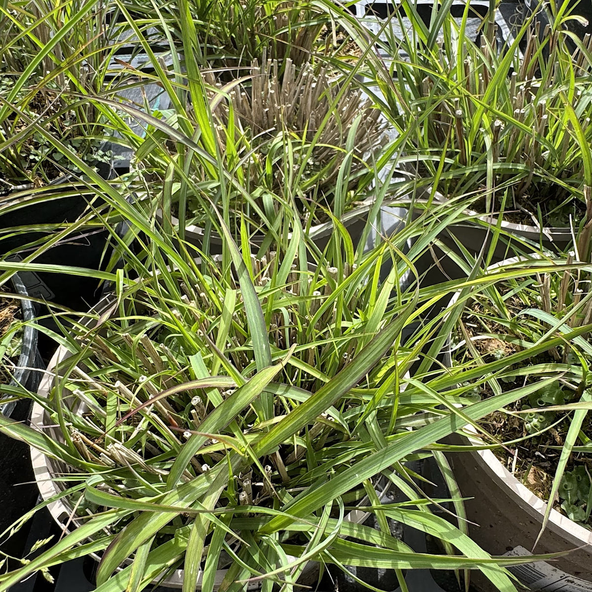 Miscanthus sin. 'Zebrinus'