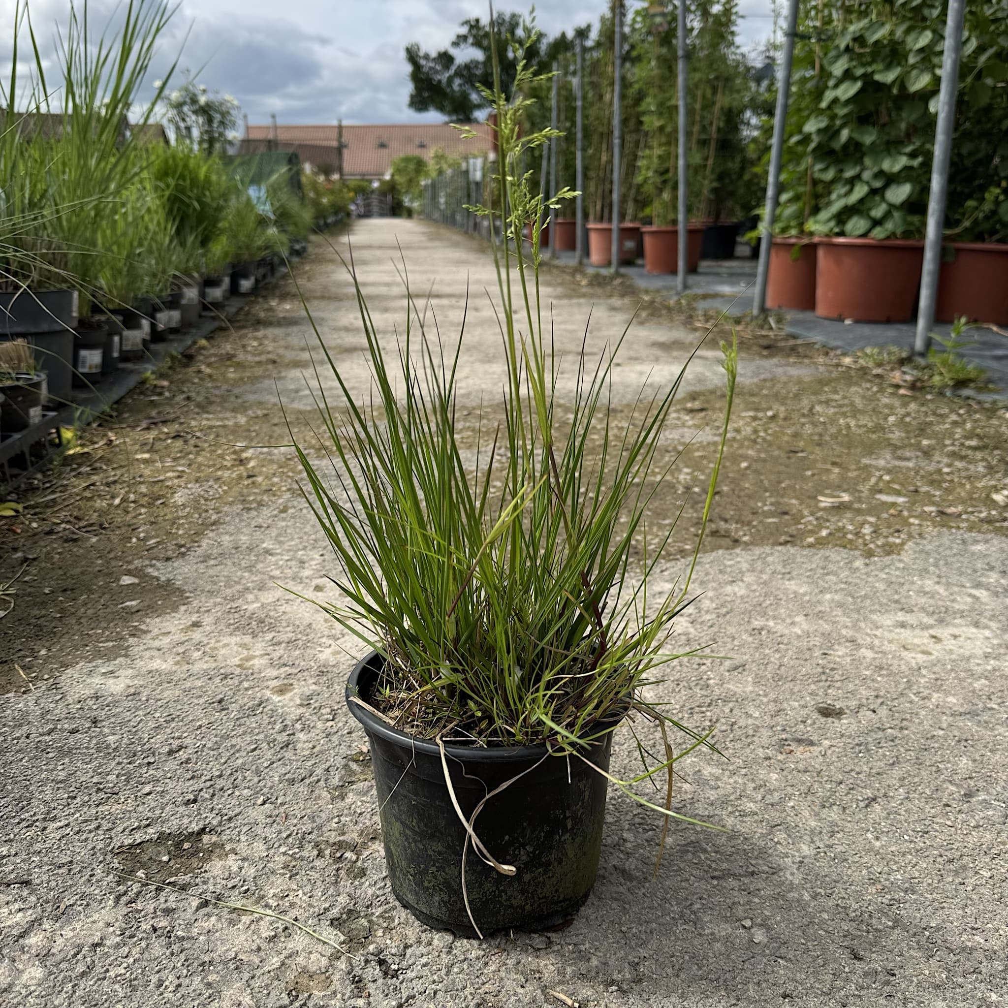 Molinia caer. 'Heidebraut'