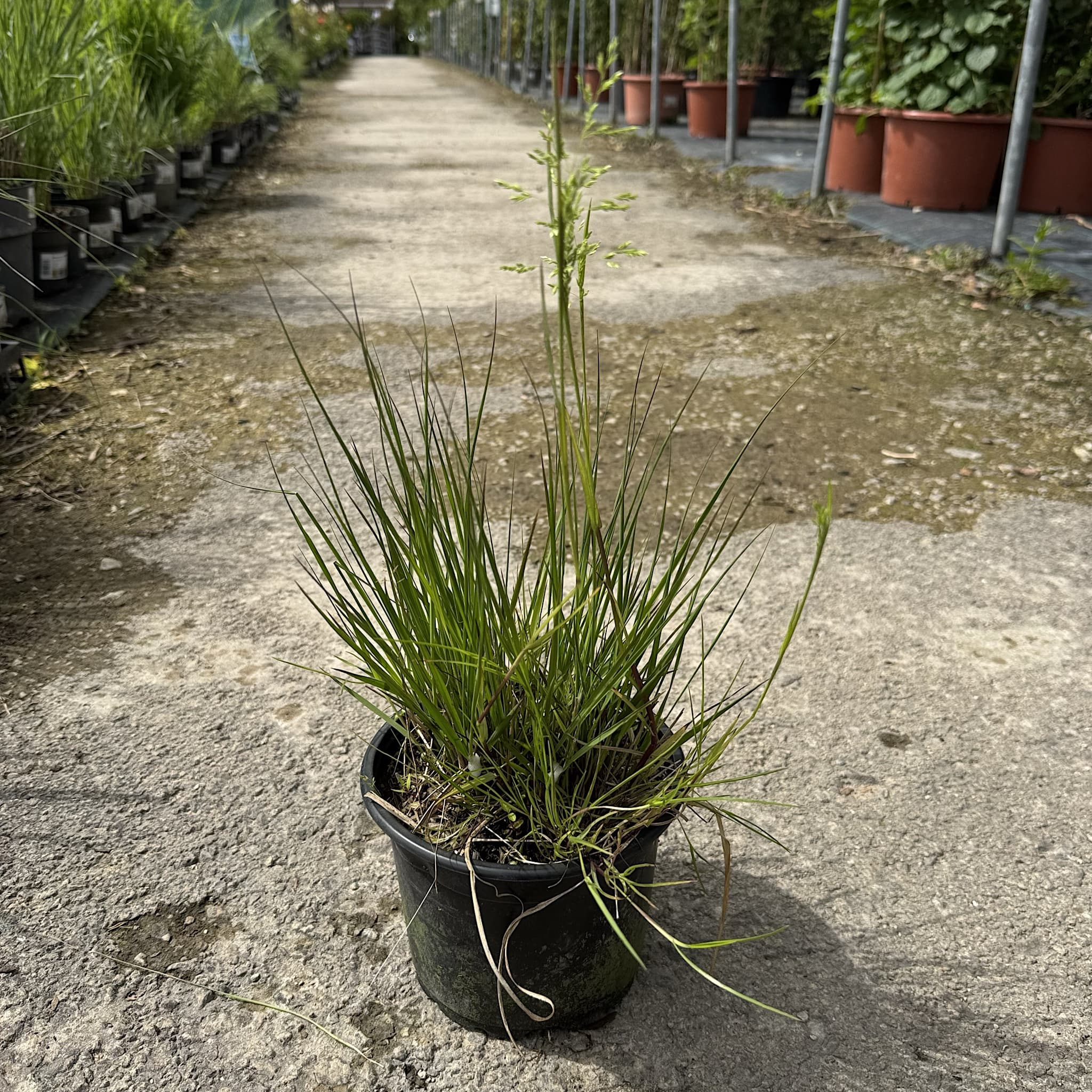 Molinia caer. 'Heidebraut'