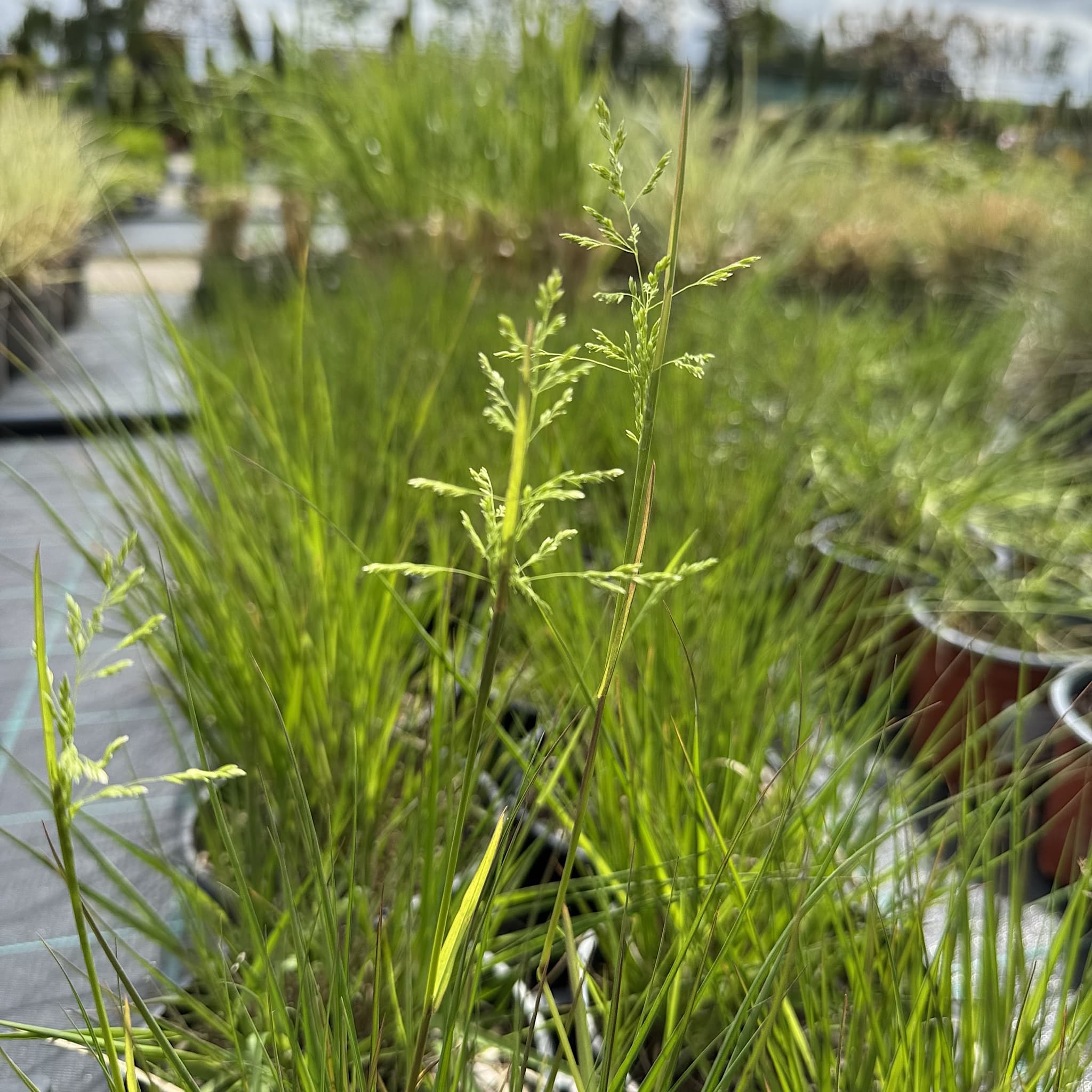Molinia caer. 'Heidebraut'