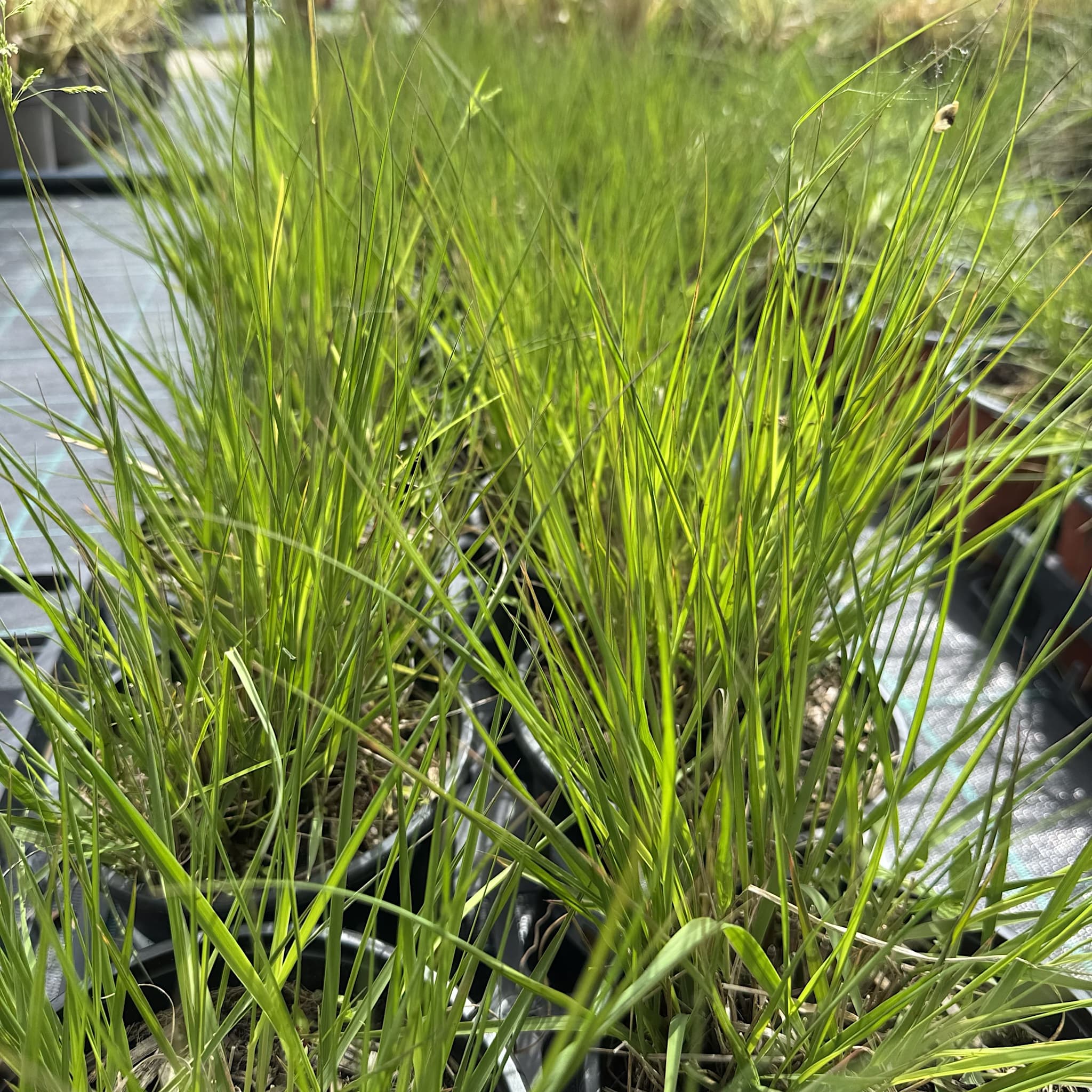 Molinia caer. 'Heidebraut'
