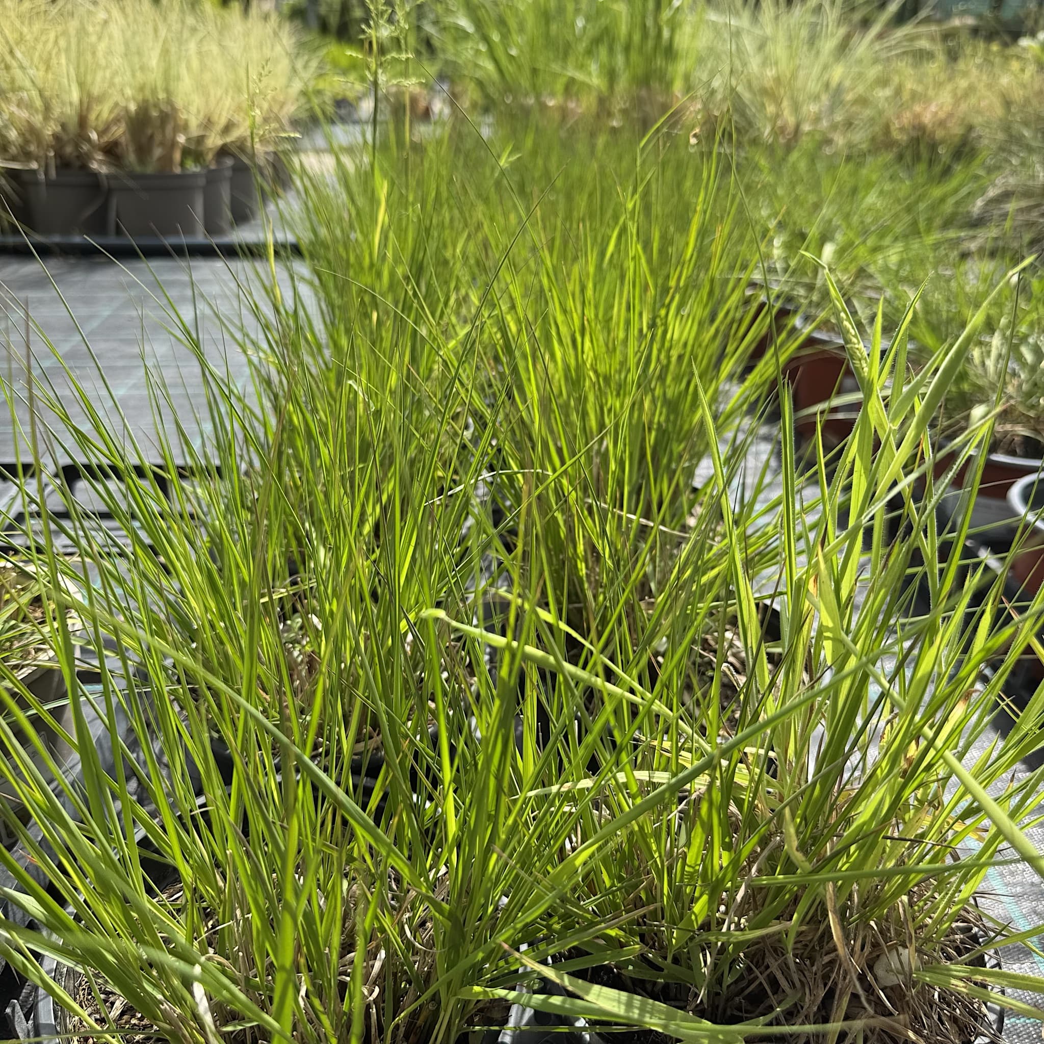 Molinia caer. 'Heidebraut'