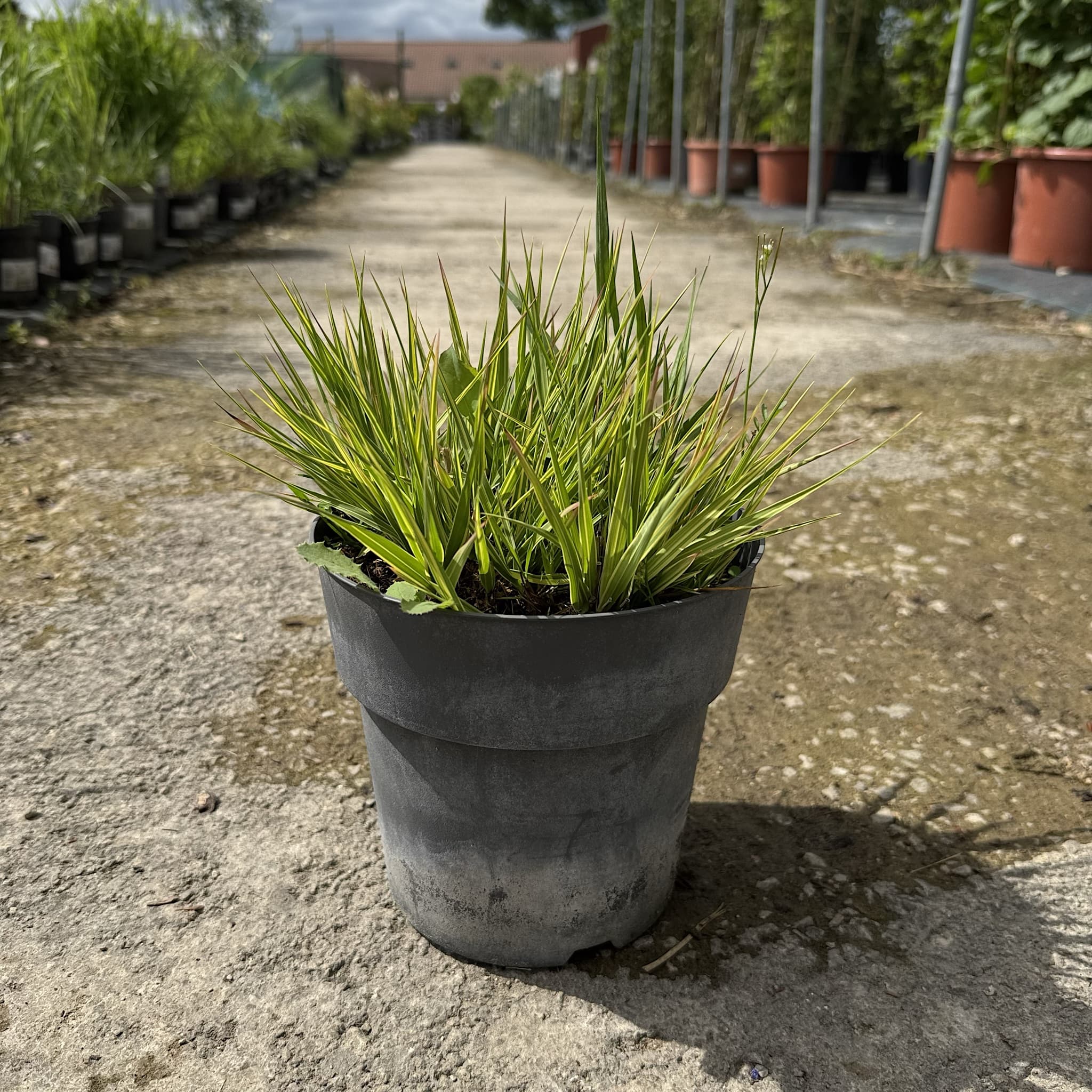 Molinia caer. 'Variegata'