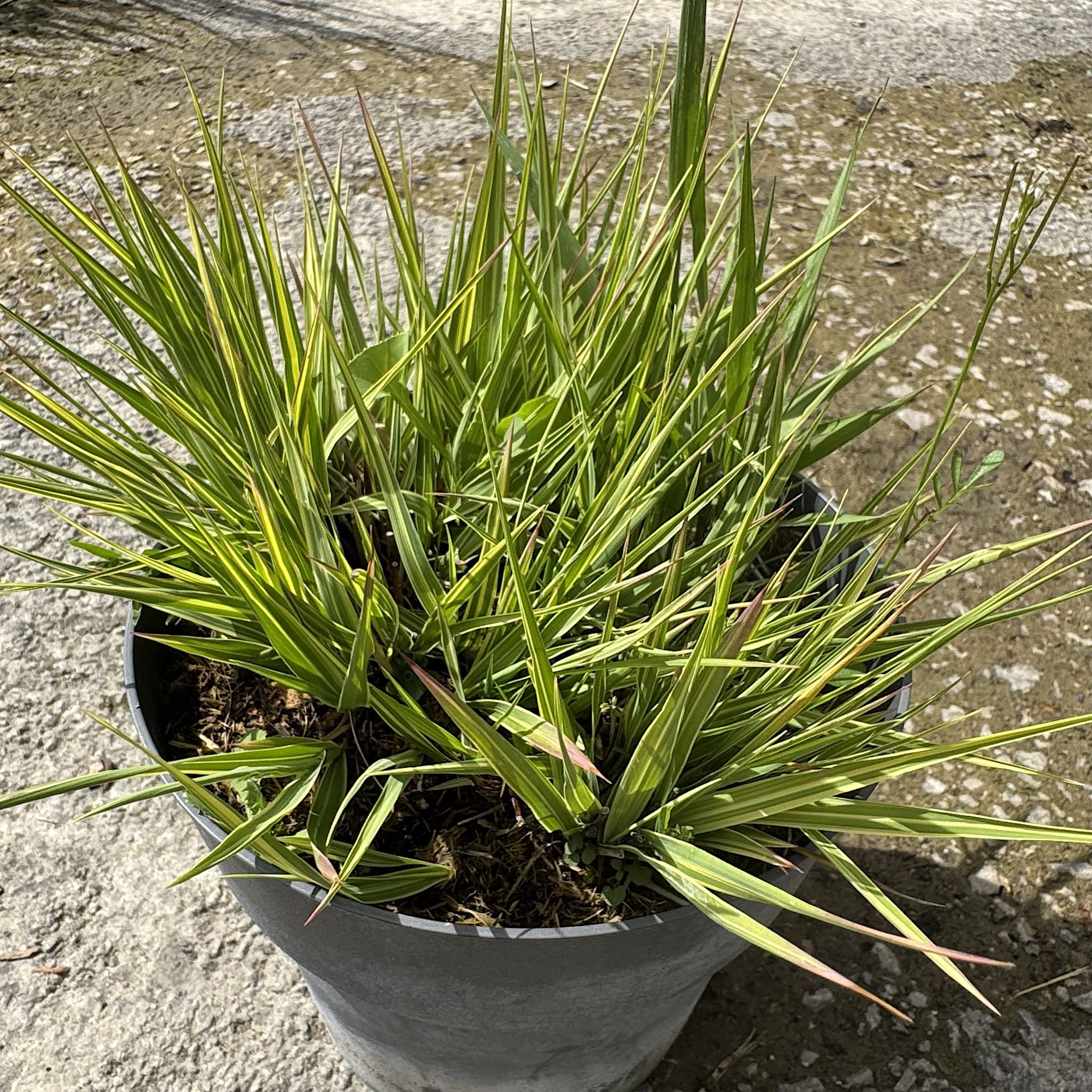 Molinia caer. 'Variegata'