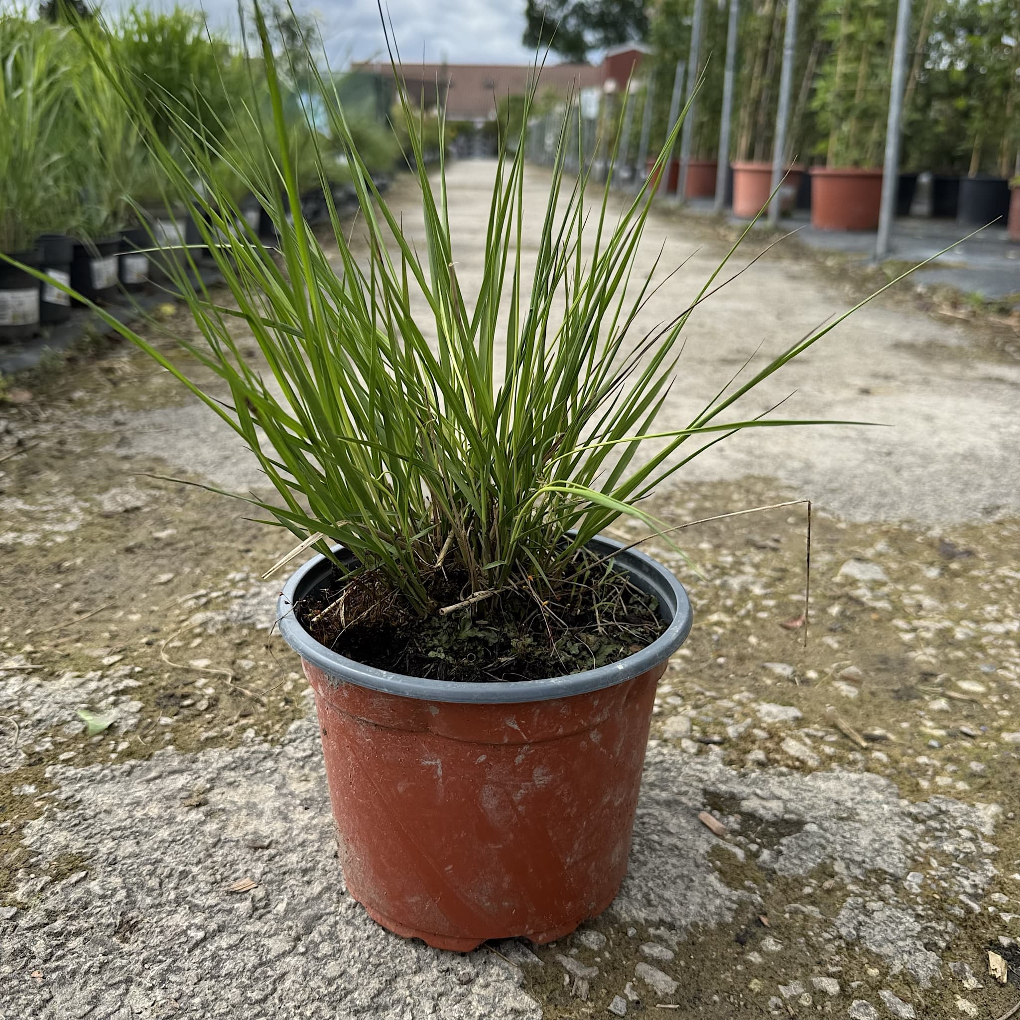 Molinia caerulea. 'Moorhexe'