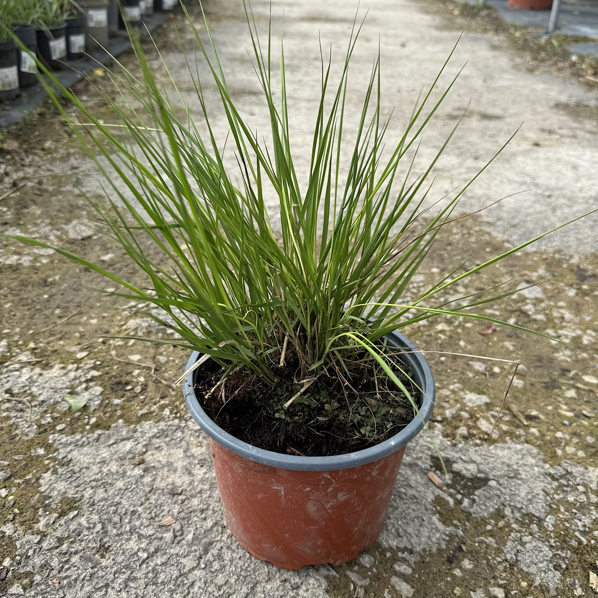 Molinia caerulea. 'Moorhexe'