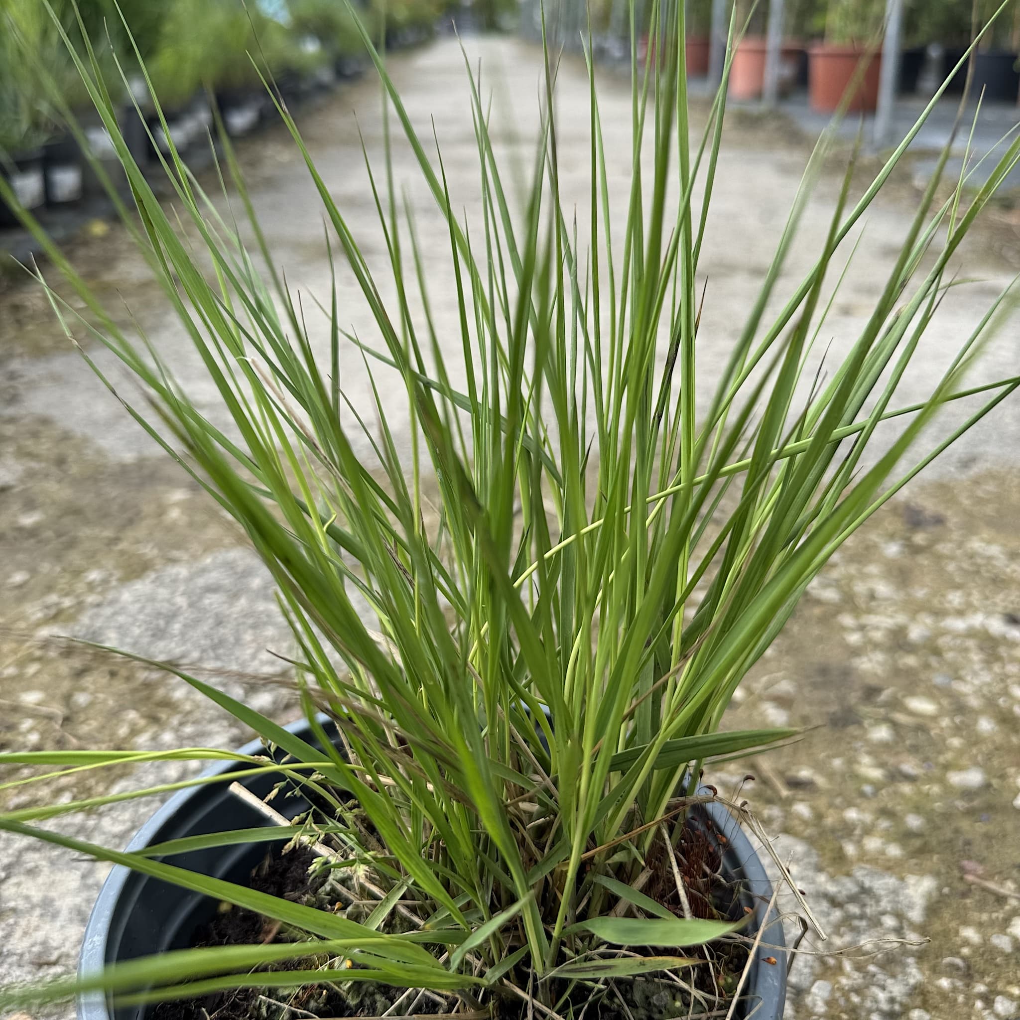 Molinia caerulea. 'Moorhexe'