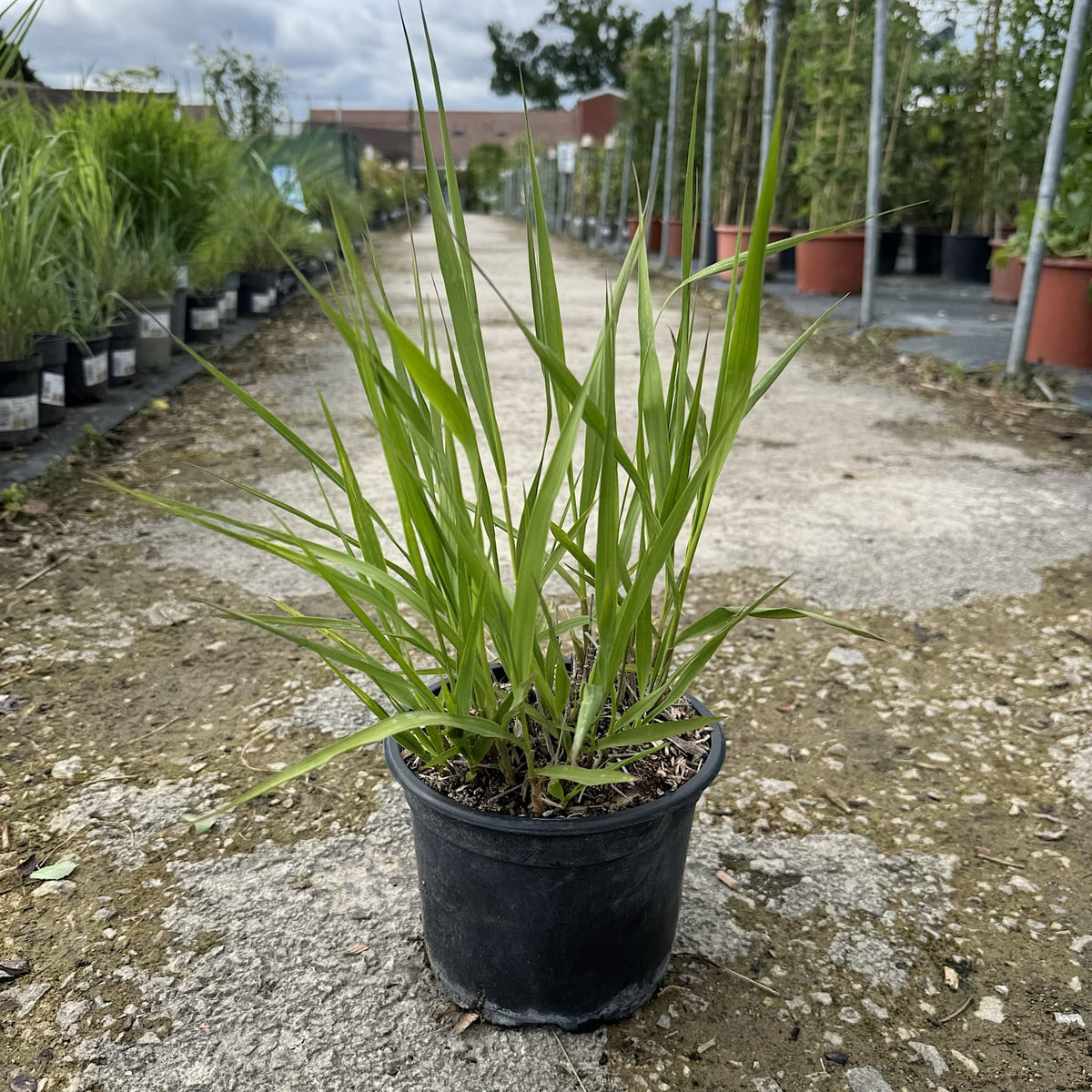 Molinia arundinacea