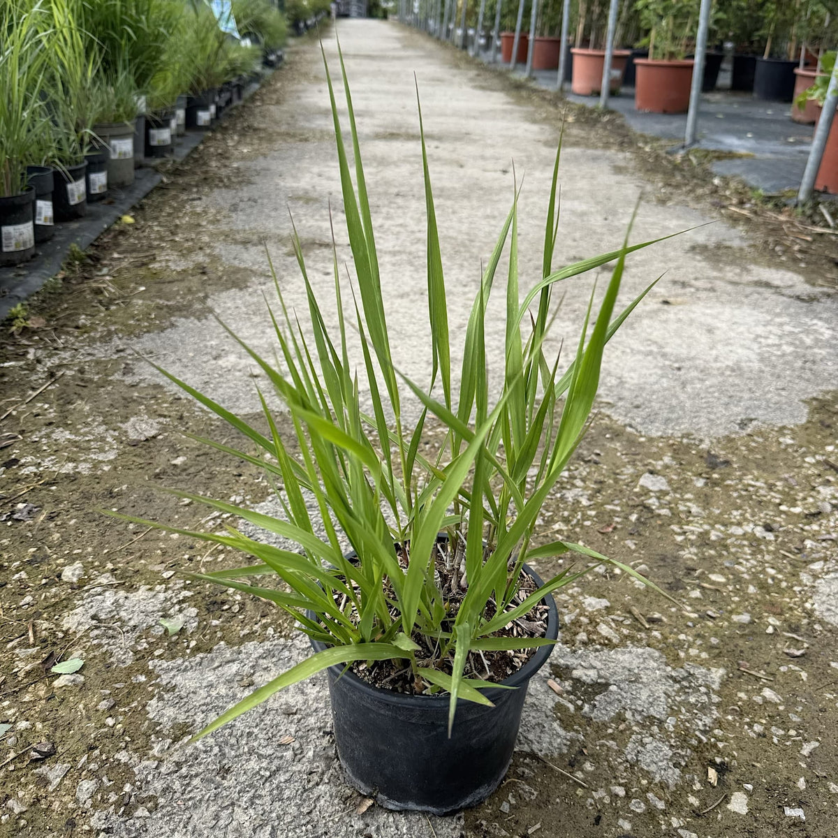 Molinia arundinacea