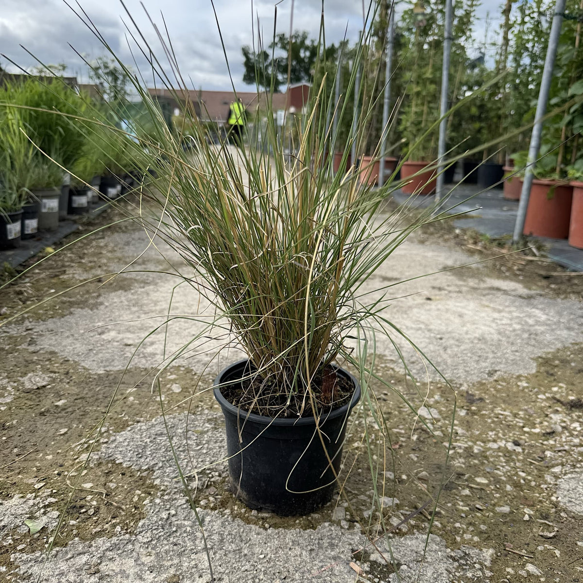 Muhlenbergia capillaris
