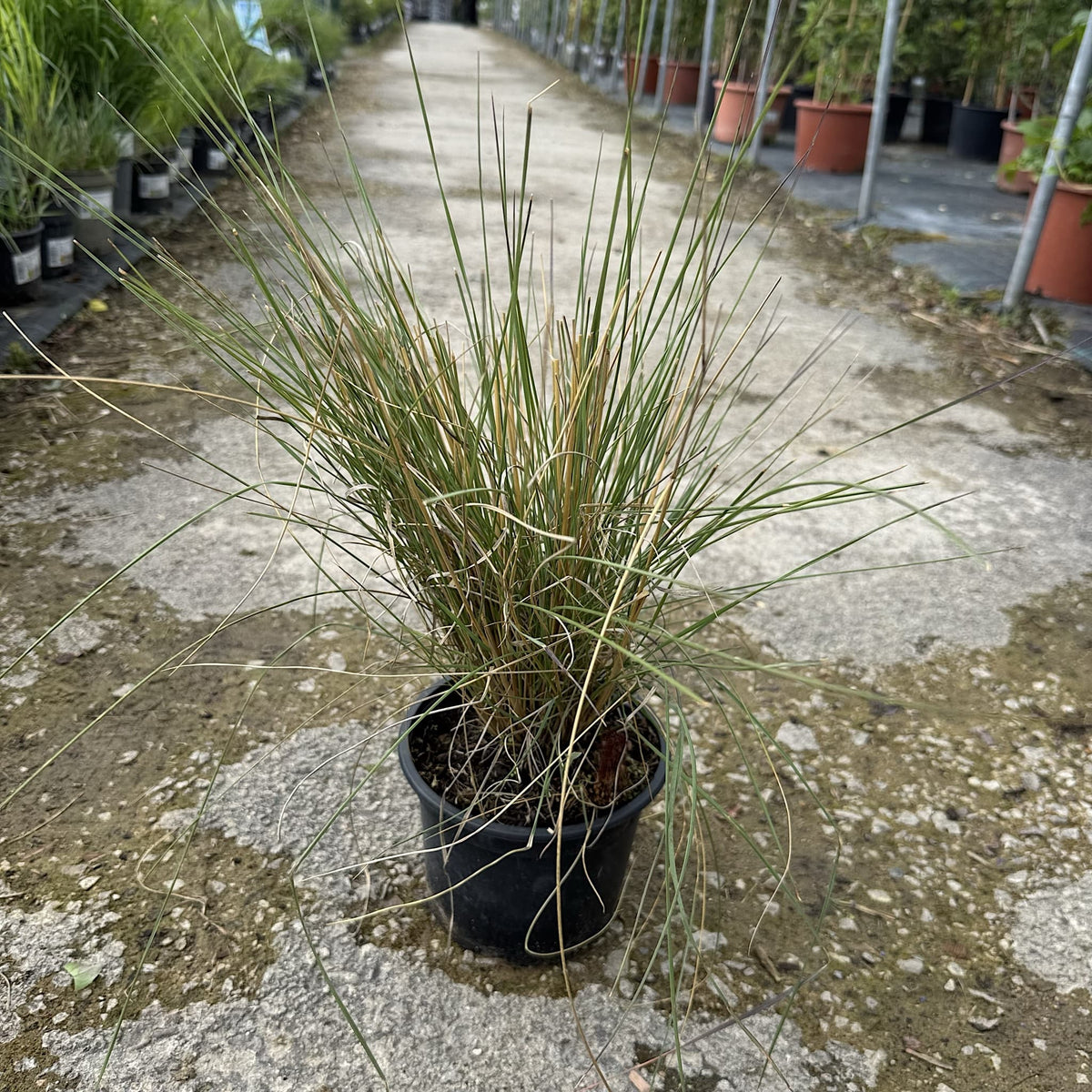 Muhlenbergia capillaris