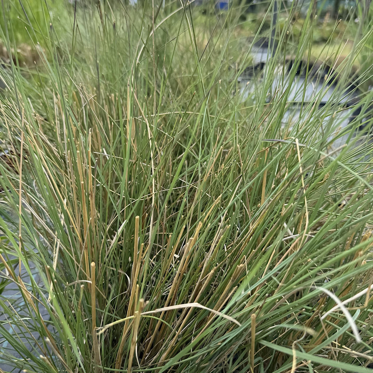 Muhlenbergia capillaris