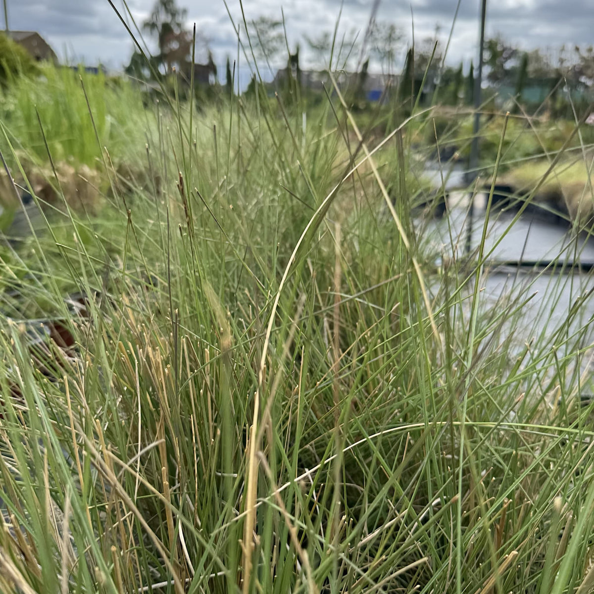 Muhlenbergia capillaris