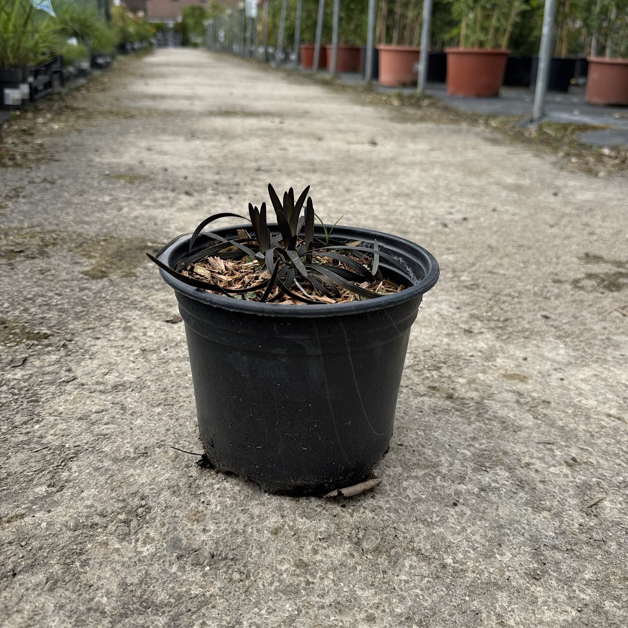 Ophiopogon plan. 'Nigrescens'