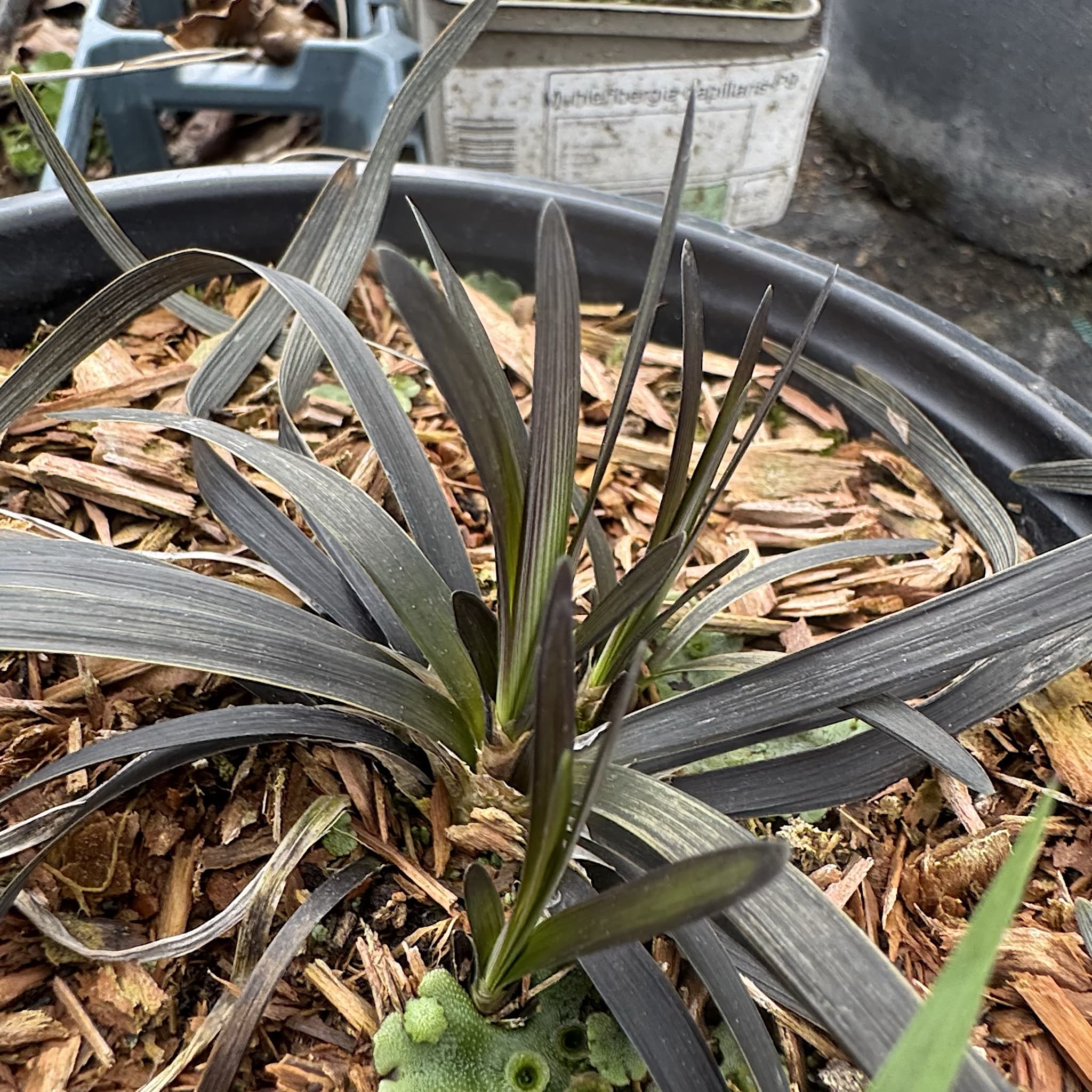 Ophiopogon plan. 'Nigrescens'