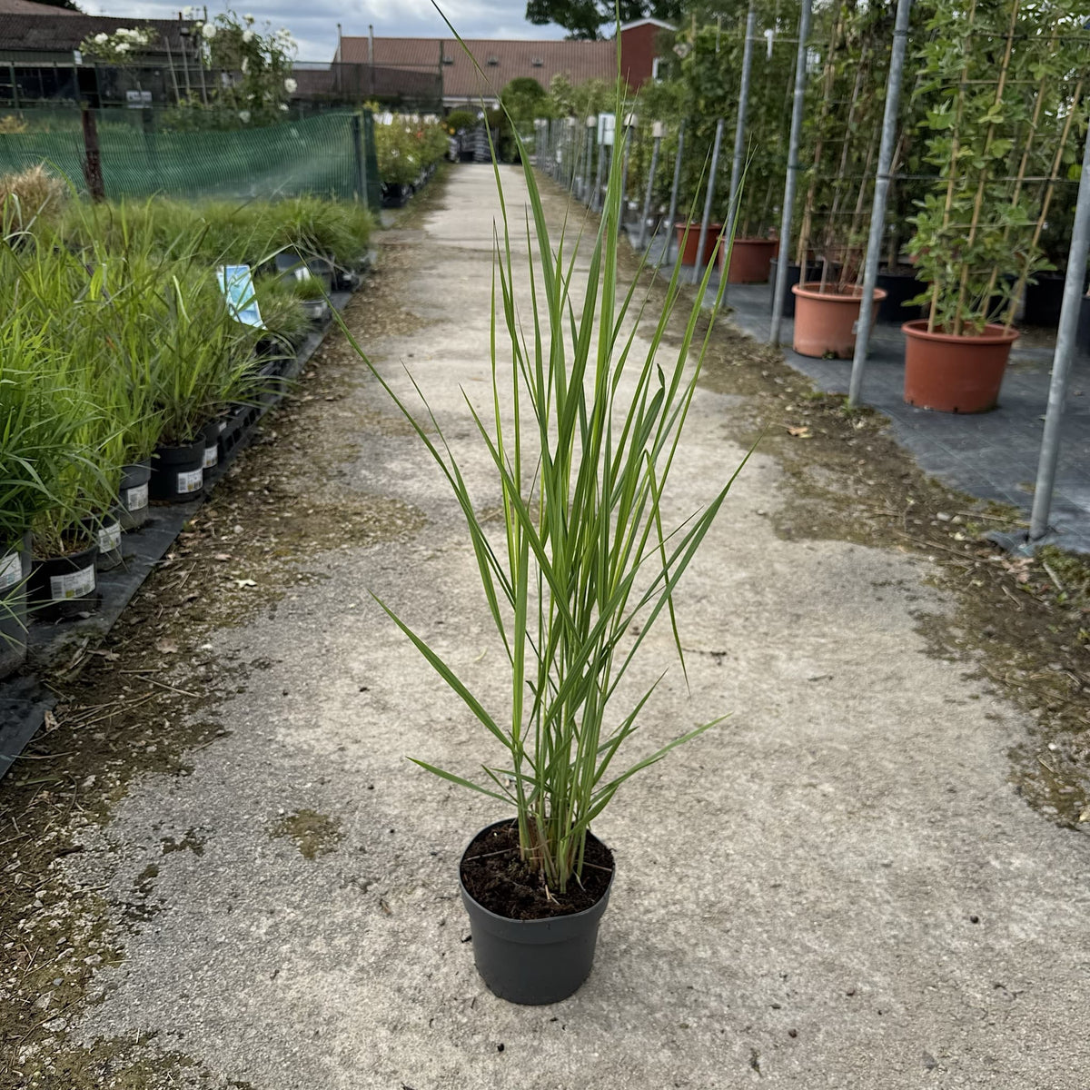 Panicum virg. 'Heavy Metal'