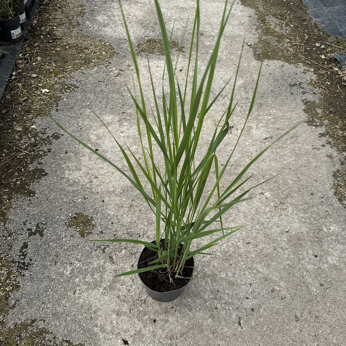 Panicum virg. 'Heavy Metal'