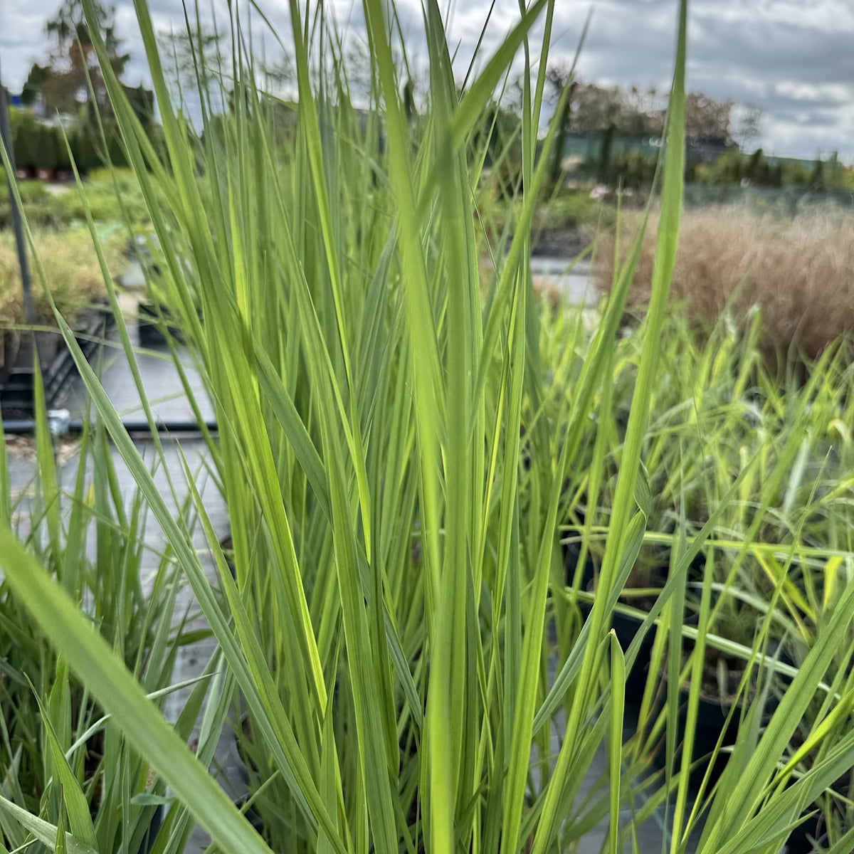 Panicum virg. 'Heavy Metal'