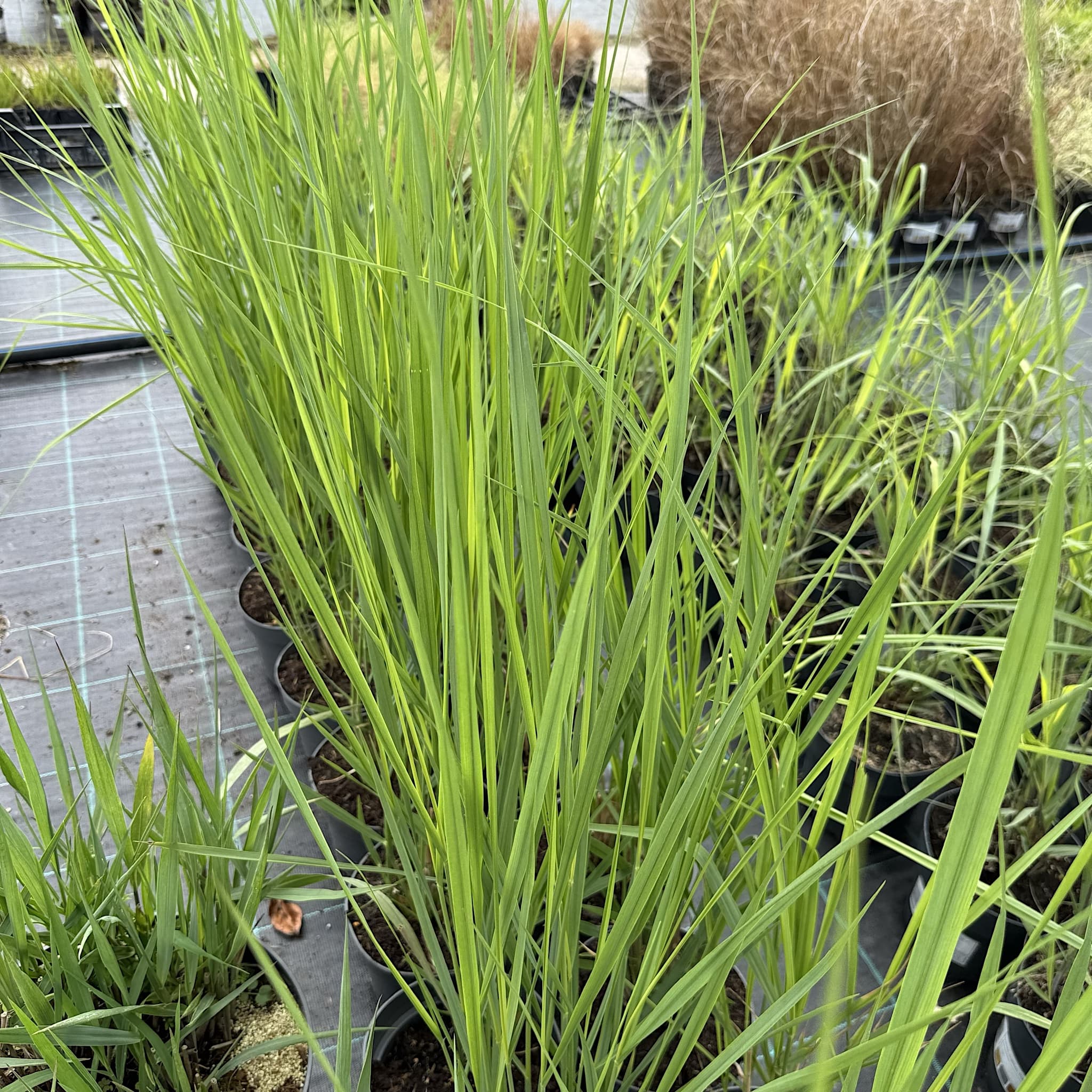 Panicum virg. 'Heavy Metal'