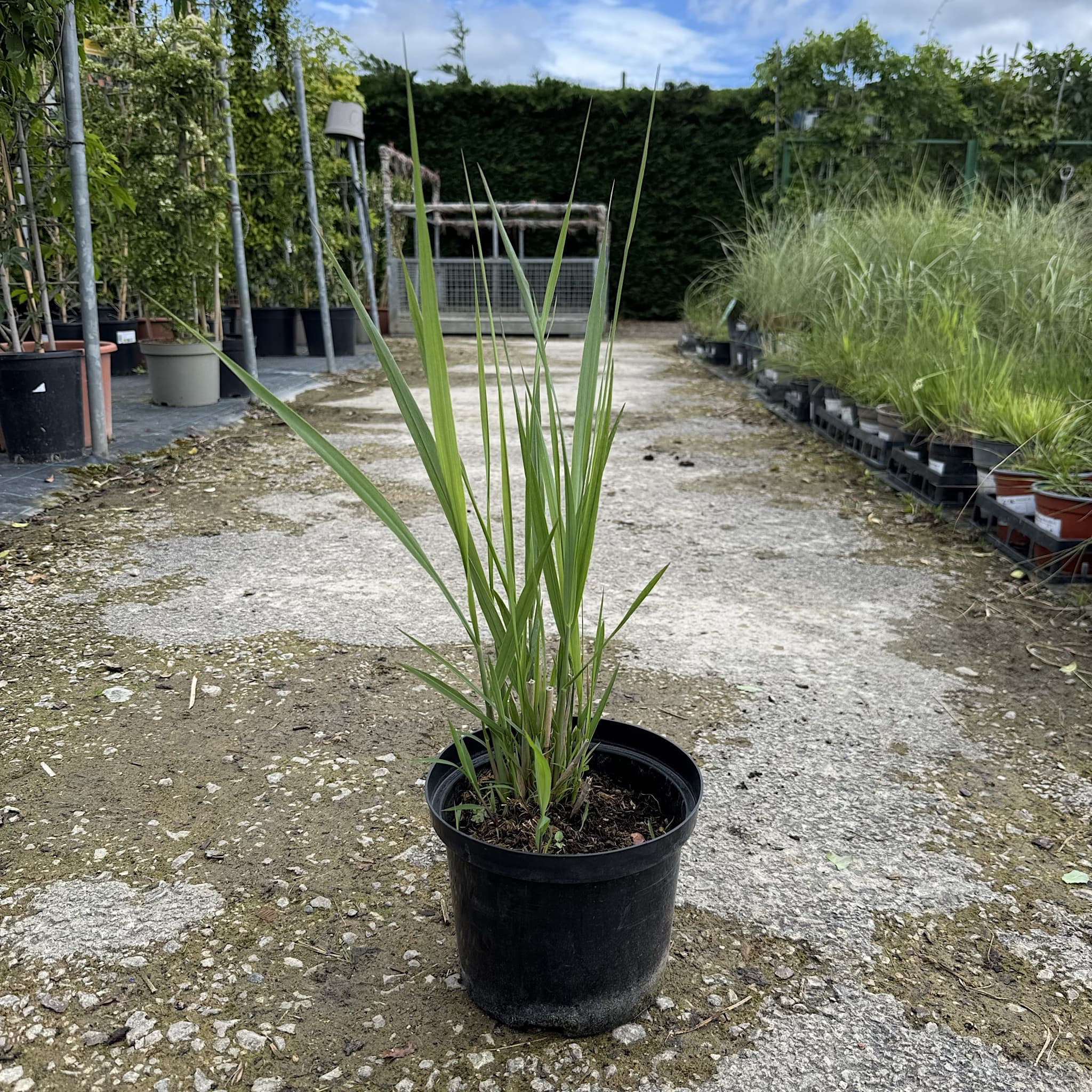 Panicum virgatum 'Northwind'