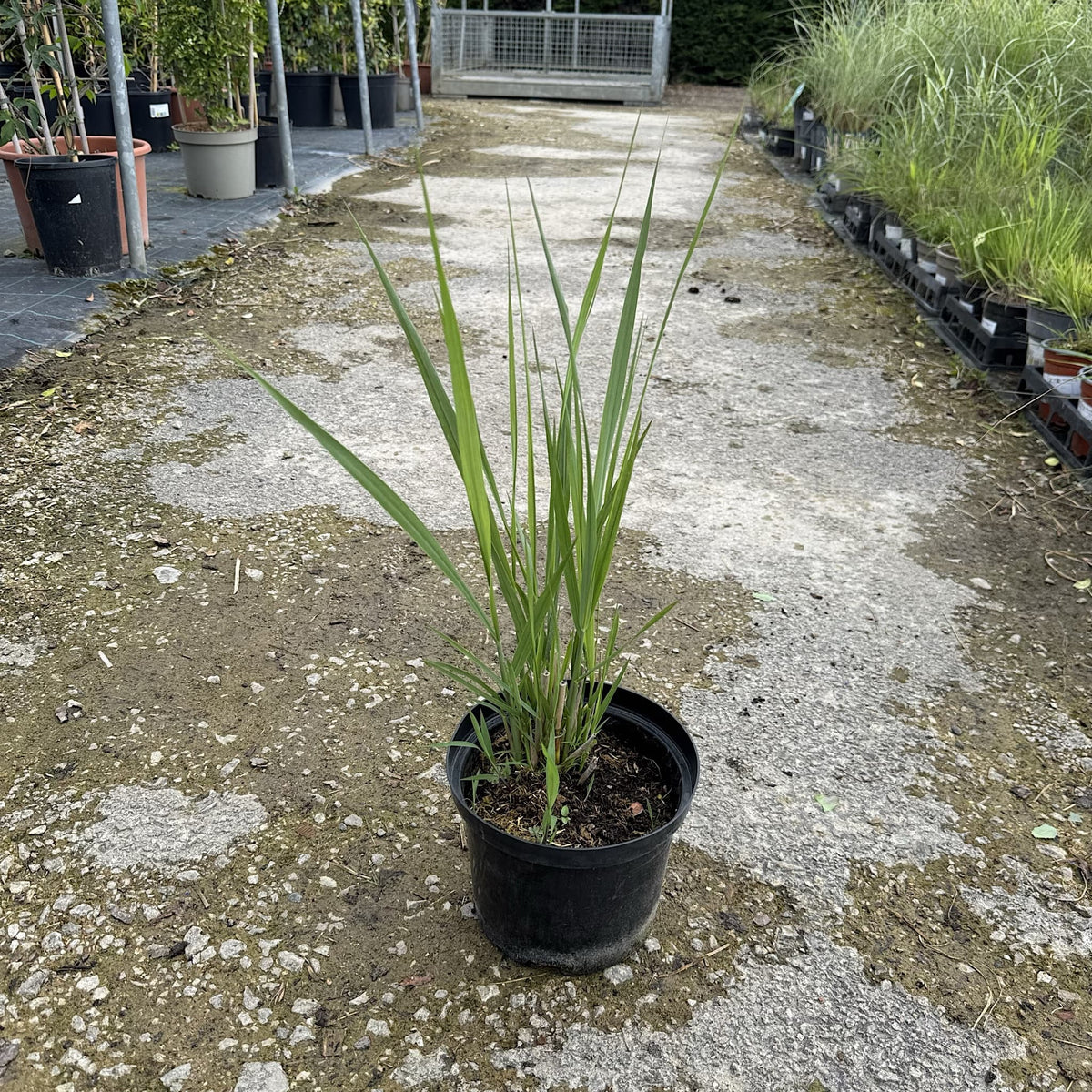 Panicum virgatum 'Northwind'