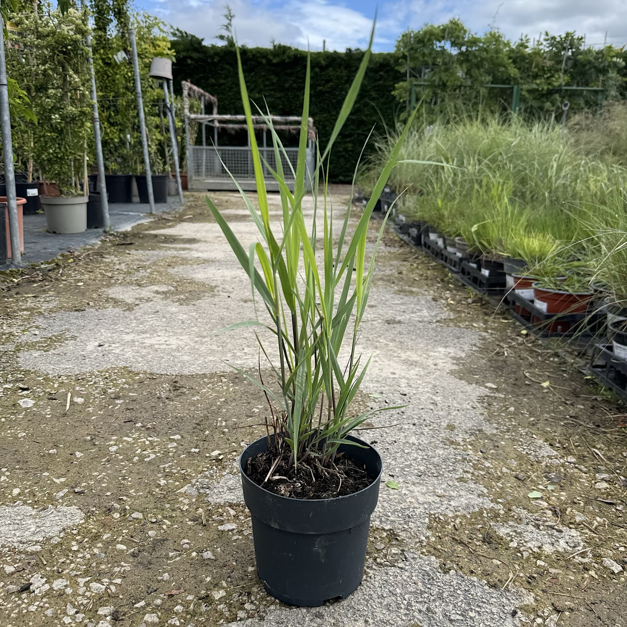Panicum virgatum 'Prairie Sky'