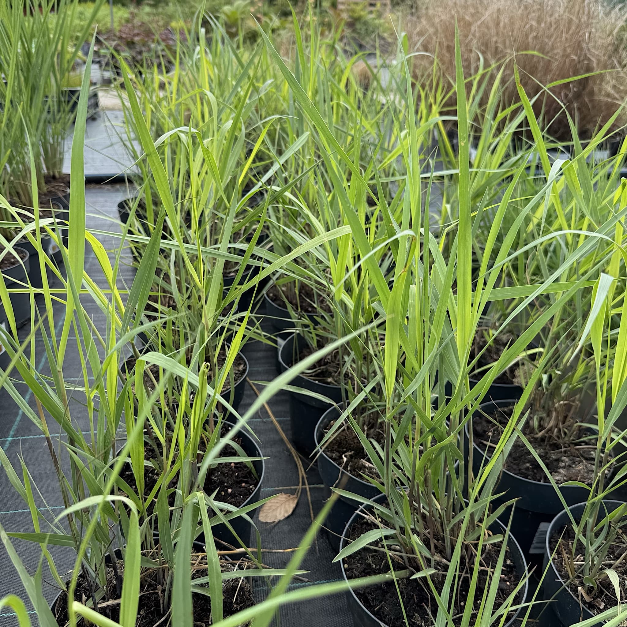 Panicum virgatum 'Prairie Sky'