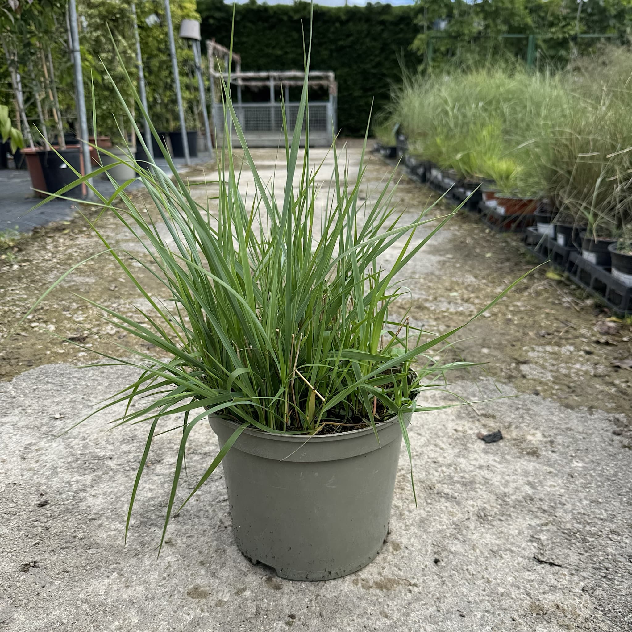 Panicum virgatum 'Prairie Sky'