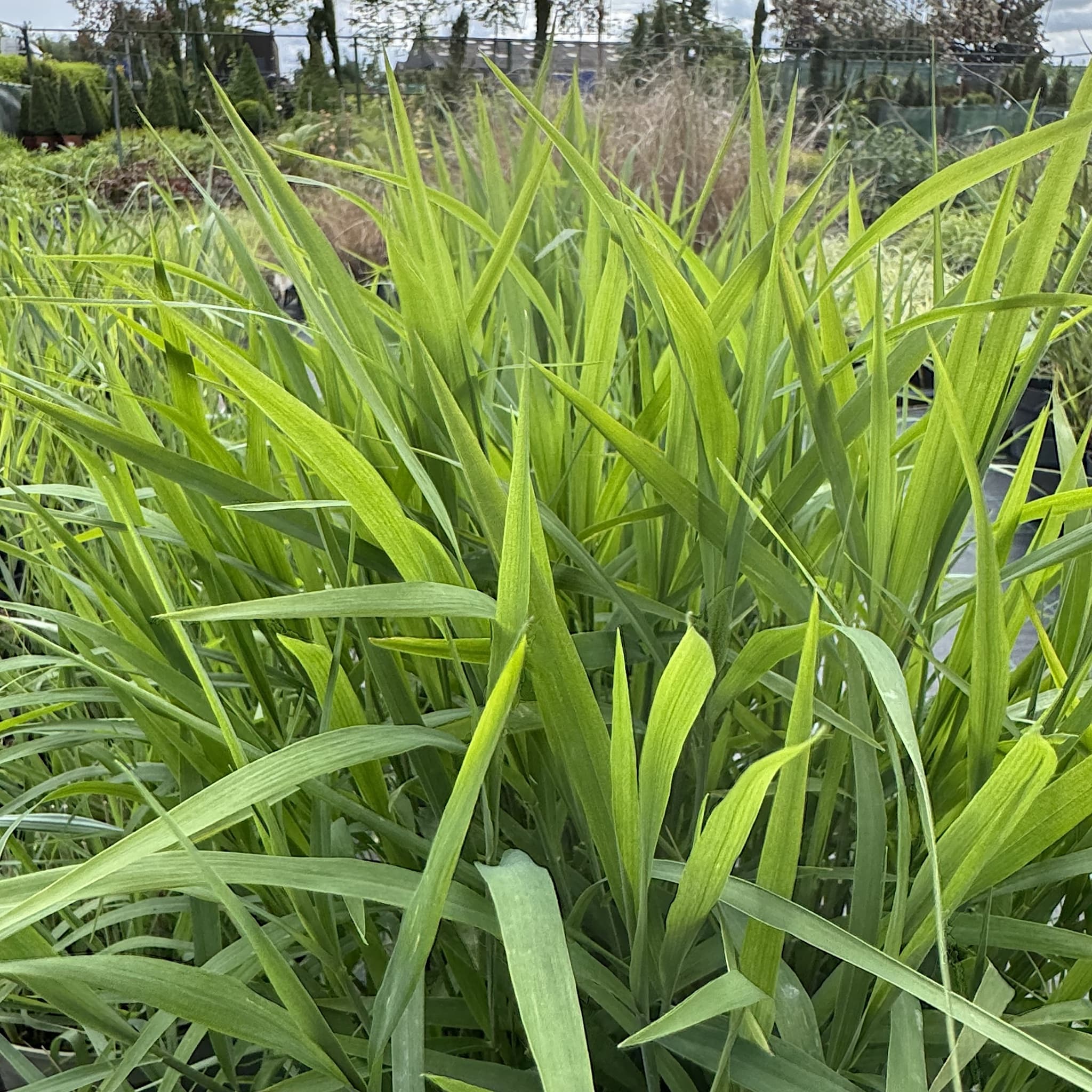 Panicum virgatum 'Prairie Sky'