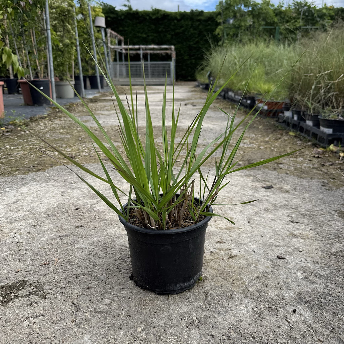 Panicum virg. 'Rubrum'