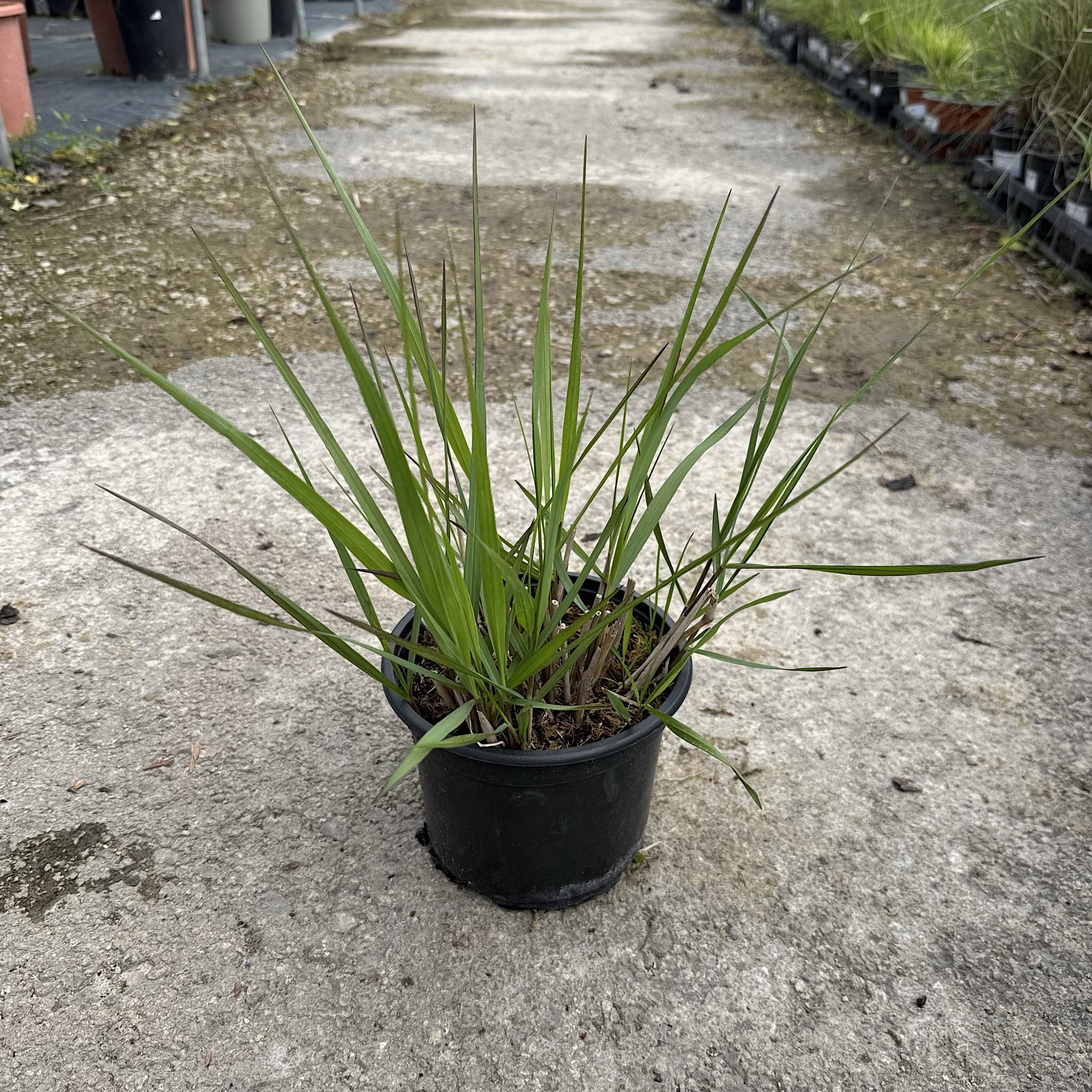 Panicum virg. 'Rubrum'
