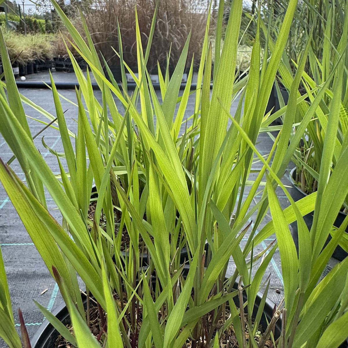 Panicum virgatum 'Shenandoah'