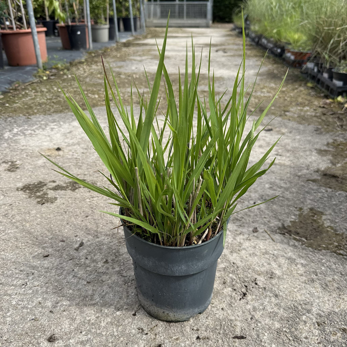 Panicum virgatum 'Shenandoah'