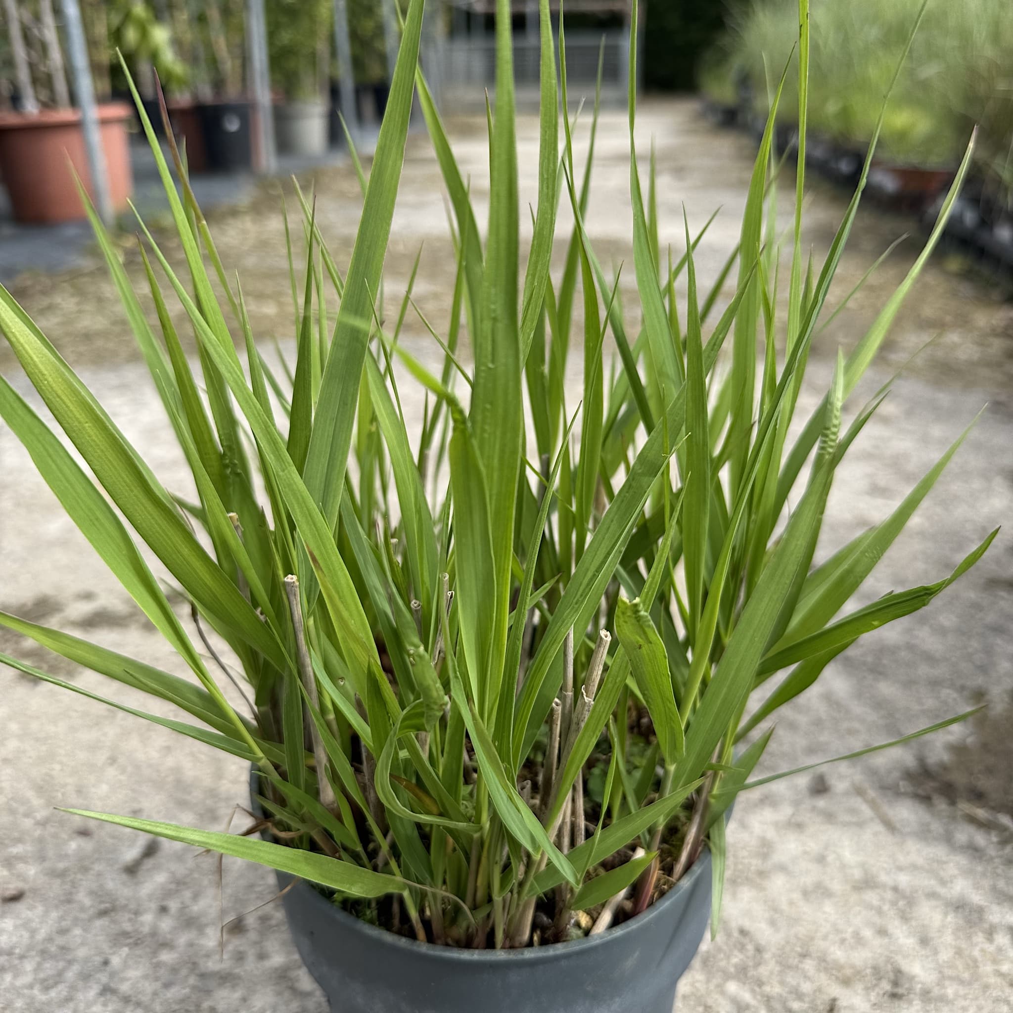 Panicum virgatum 'Shenandoah'