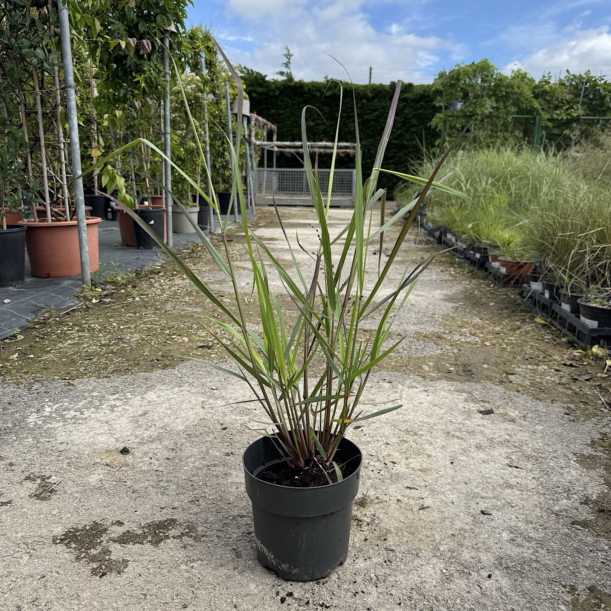 Panicum virg. 'Squaw'