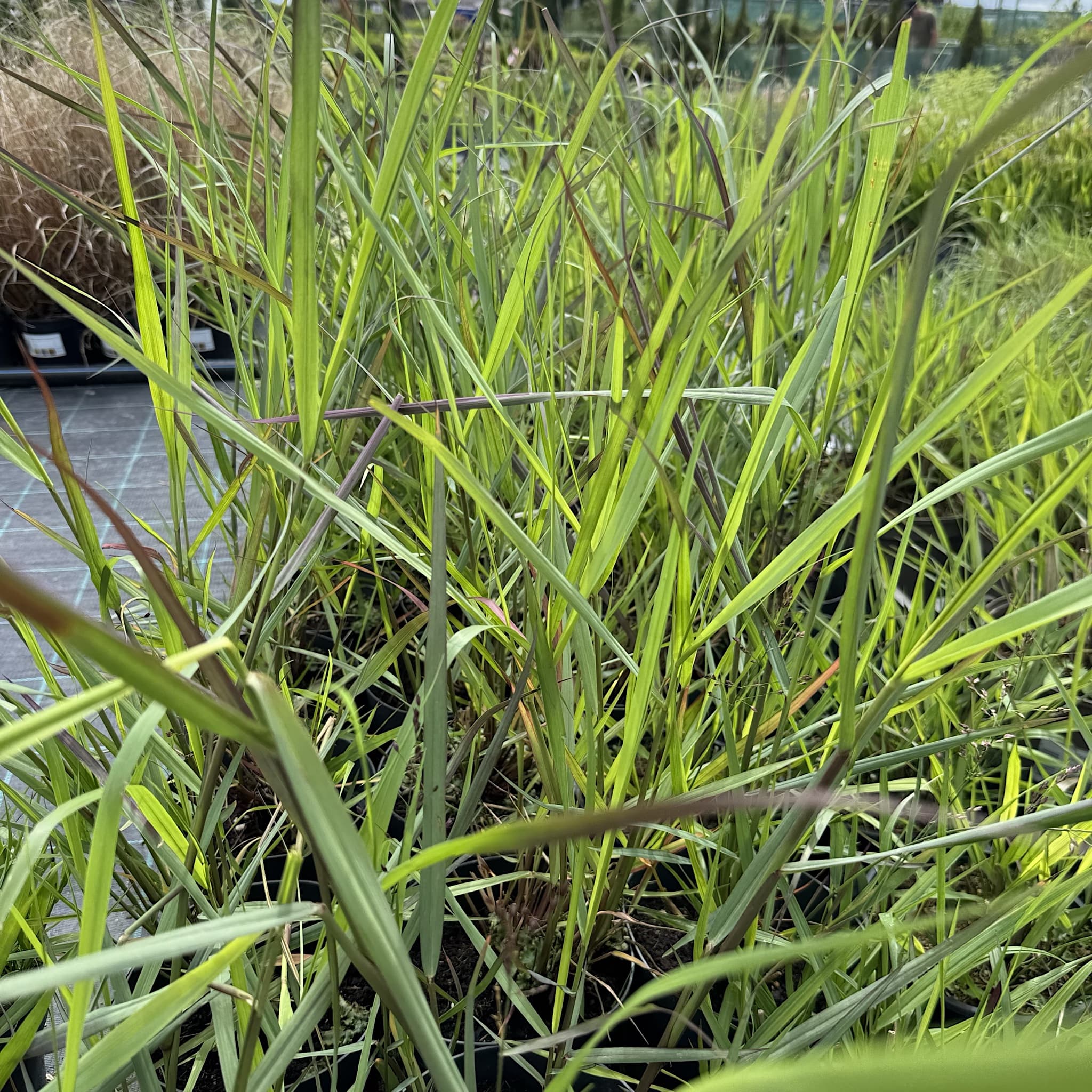 Panicum virg. 'Squaw'